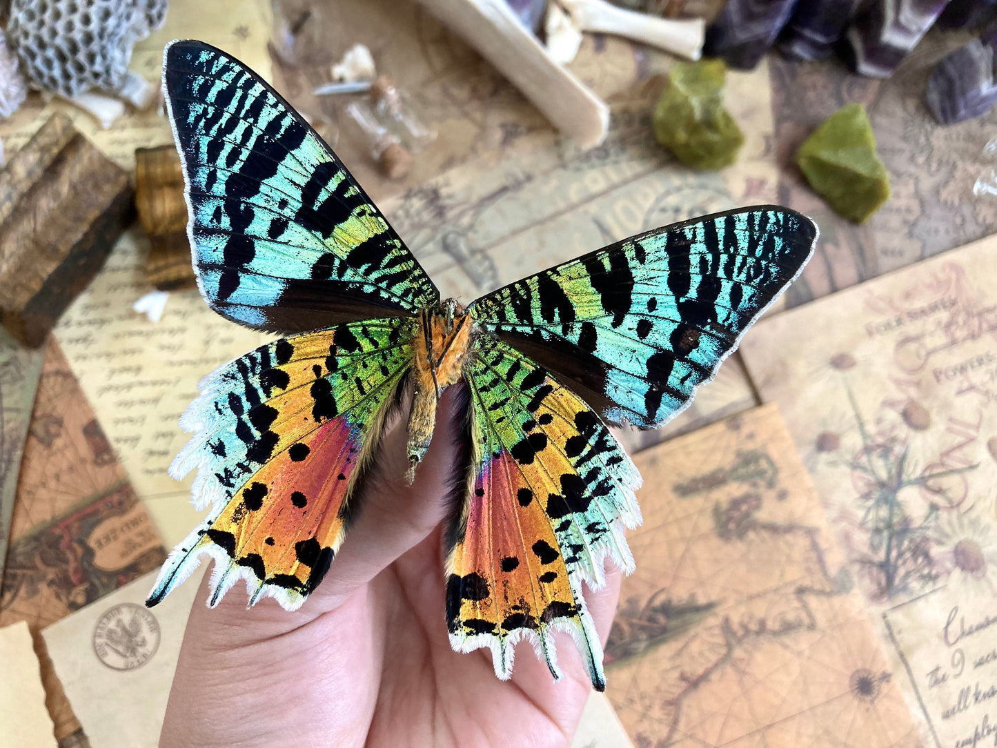 Urania ripheus One Real Madagascar Sunset Moth Butterfly