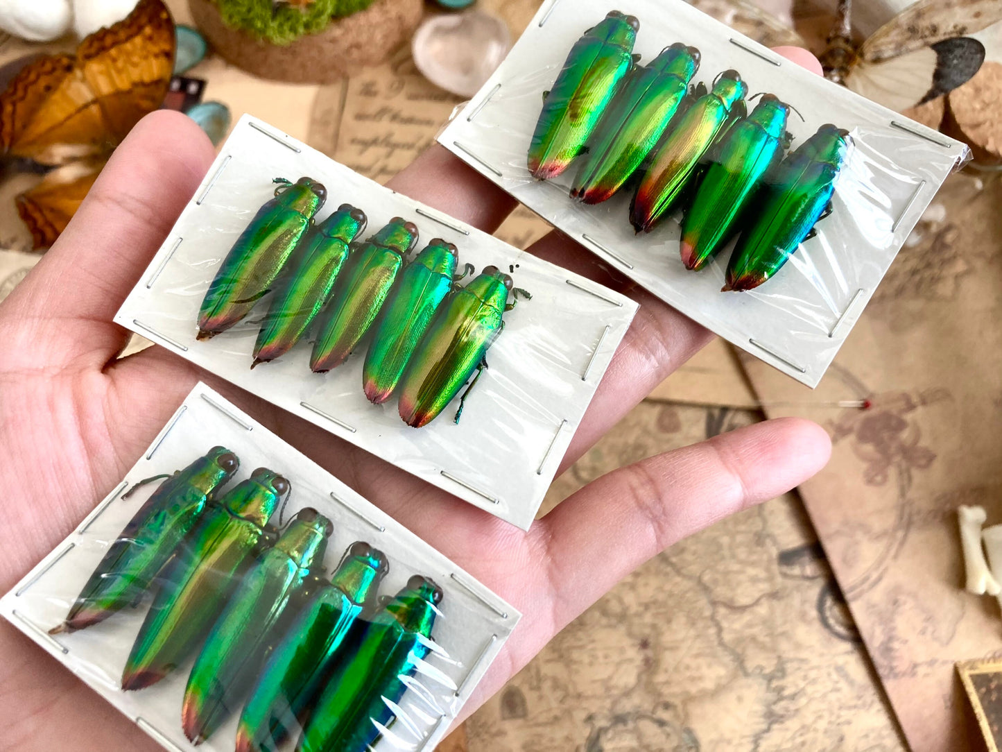 Real Green Jewel Beetles, 5 pack, Chrysochroa fulminans from Java