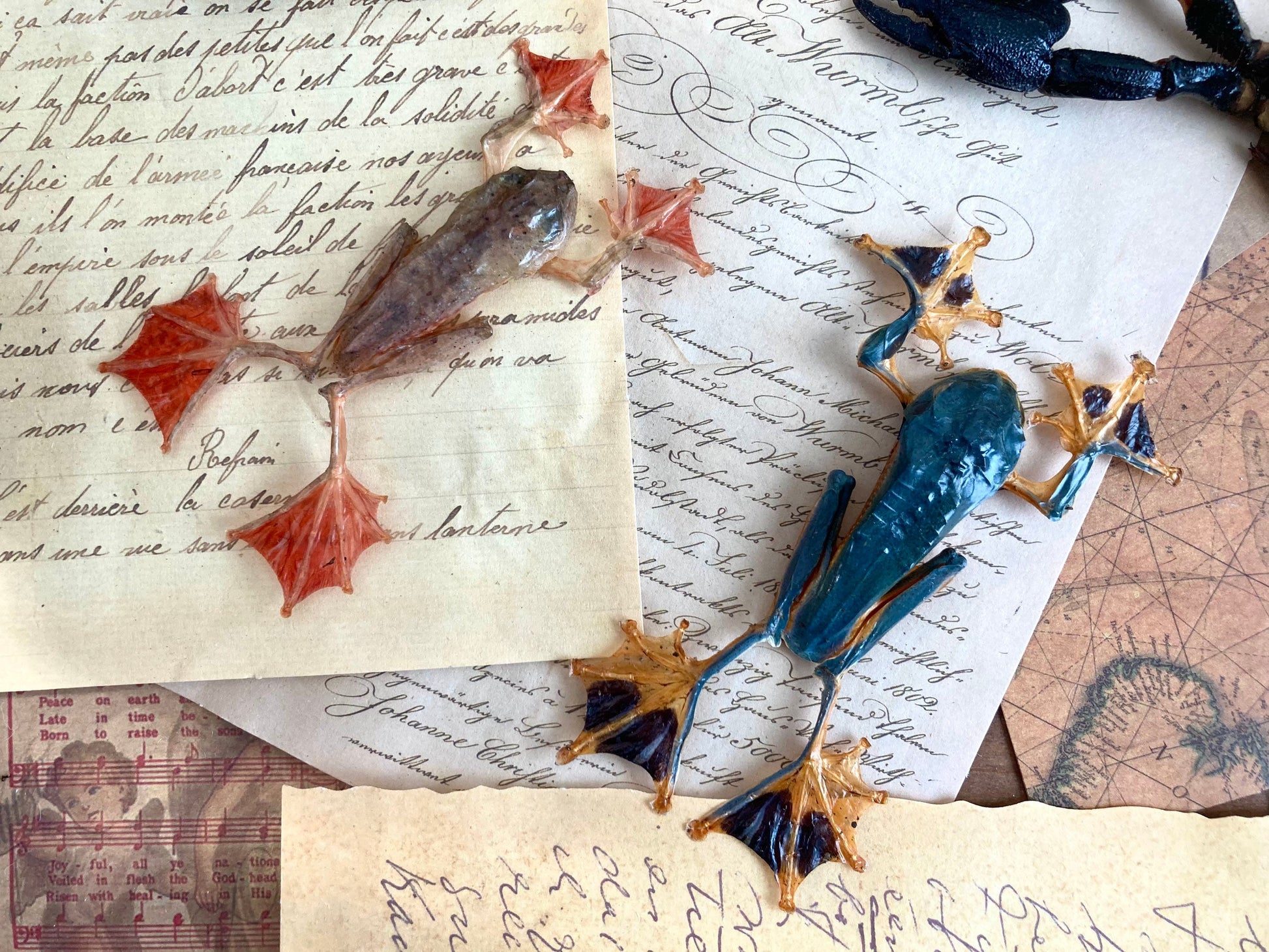 Rhacophorus reinwardtii, green flying frog, Real Taxidermy, spread and ready to mount