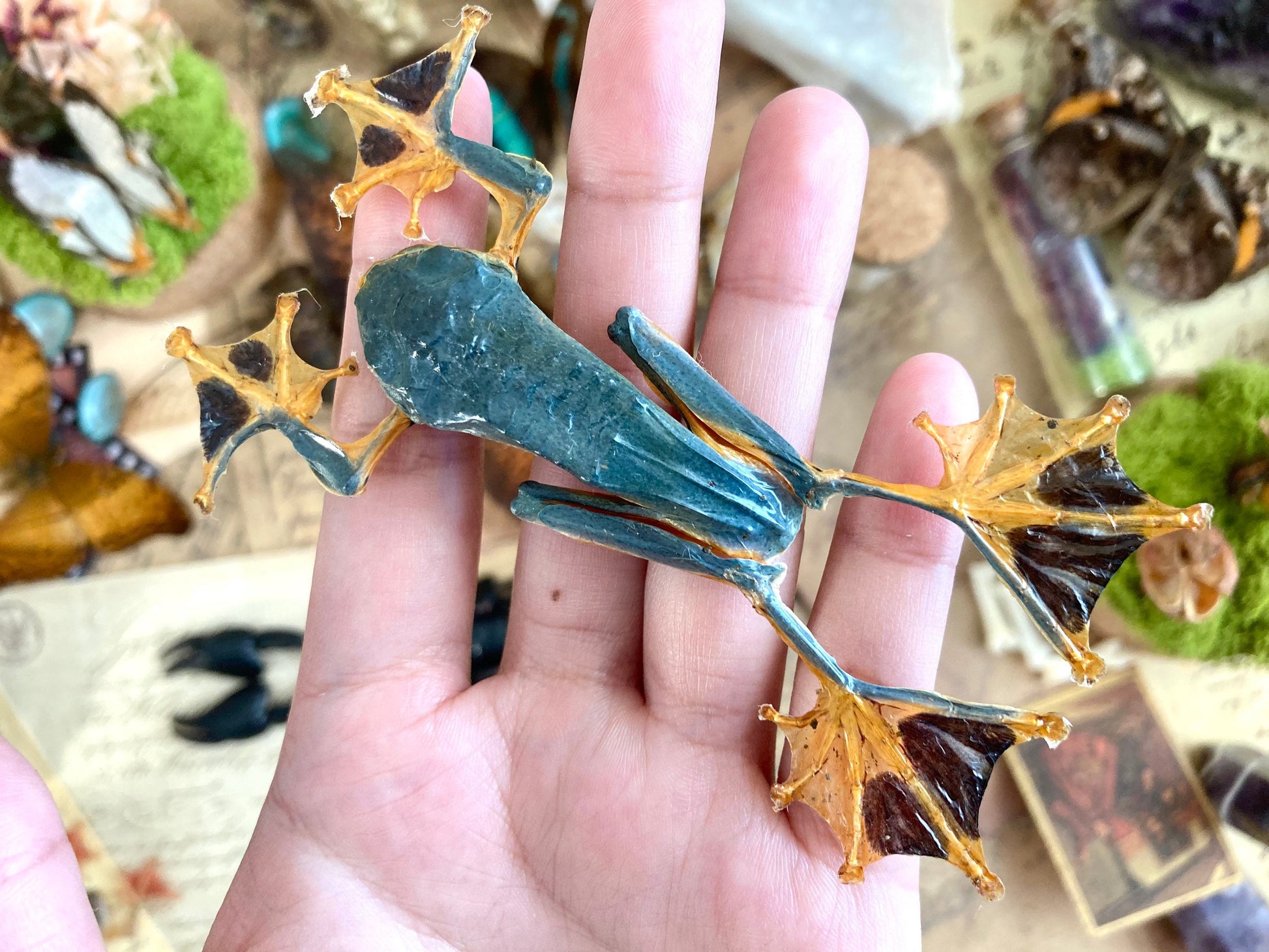 Rhacophorus reinwardtii, green flying frog, Real Taxidermy, spread and ready to mount
