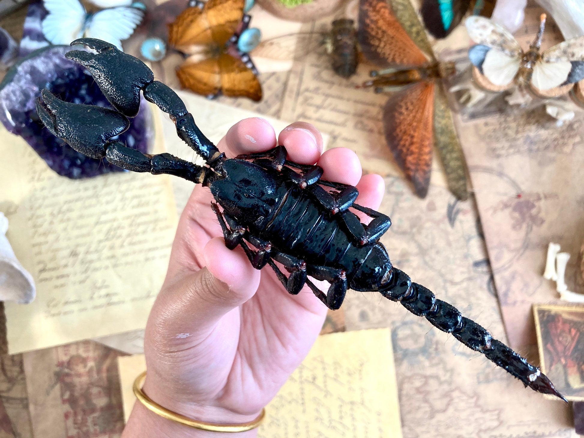 LARGE Heterometrus cyaneus, One Real Giant Indonesian forest scorpion, entomology, taxidermy, art craft, real scorpion