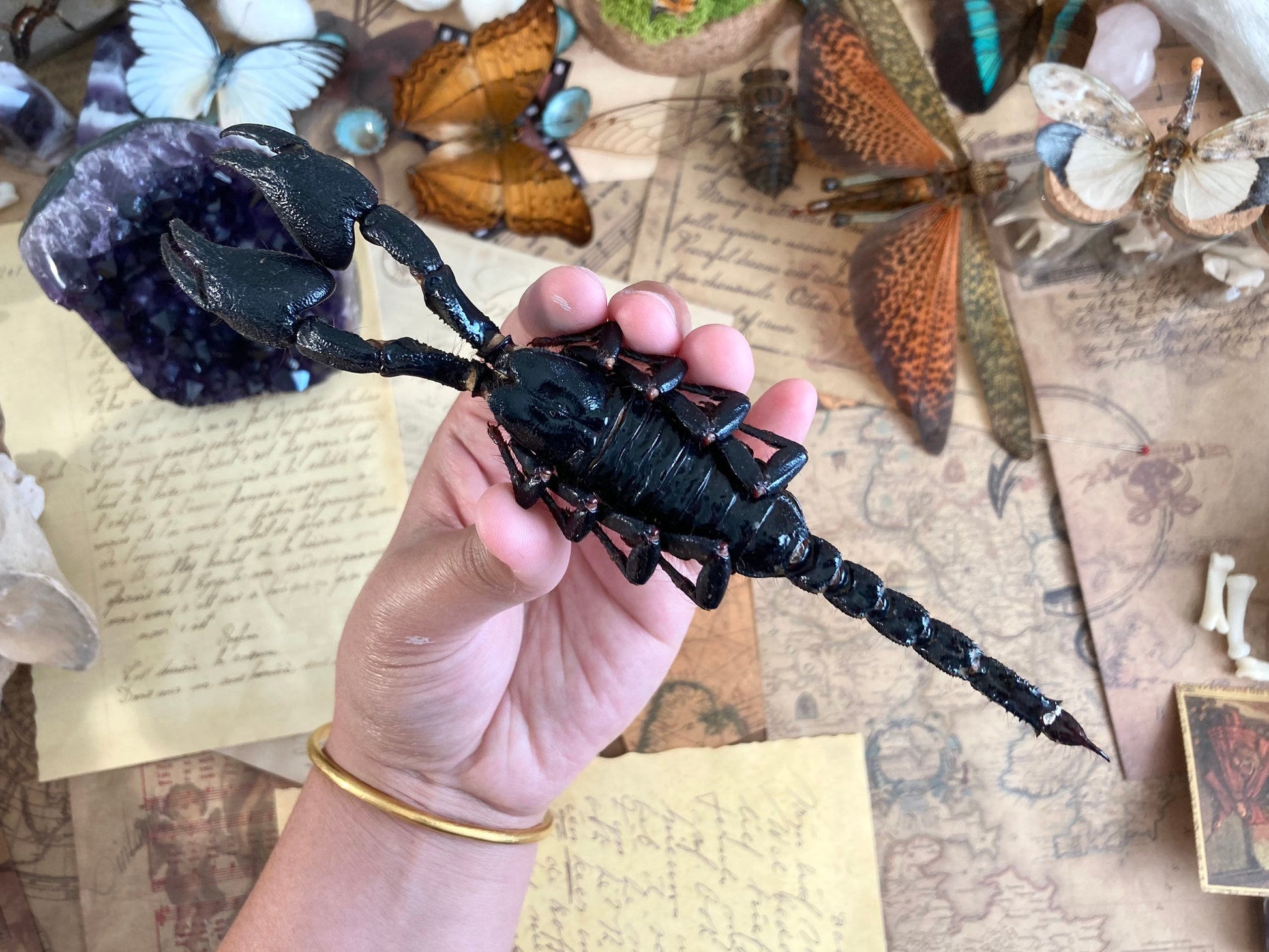 LARGE Heterometrus cyaneus, One Real Giant Indonesian forest scorpion, entomology, taxidermy, art craft, real scorpion