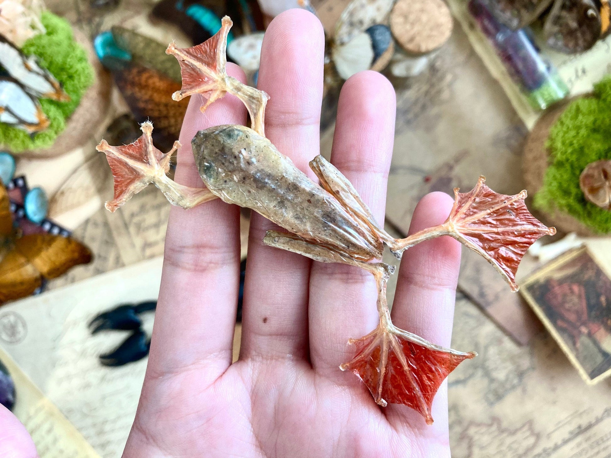 Frog Rhacophorus Pardalis, harlequin tree frog, Taxidermy, Naturalized Oddities Cabinet Of Curiosities
