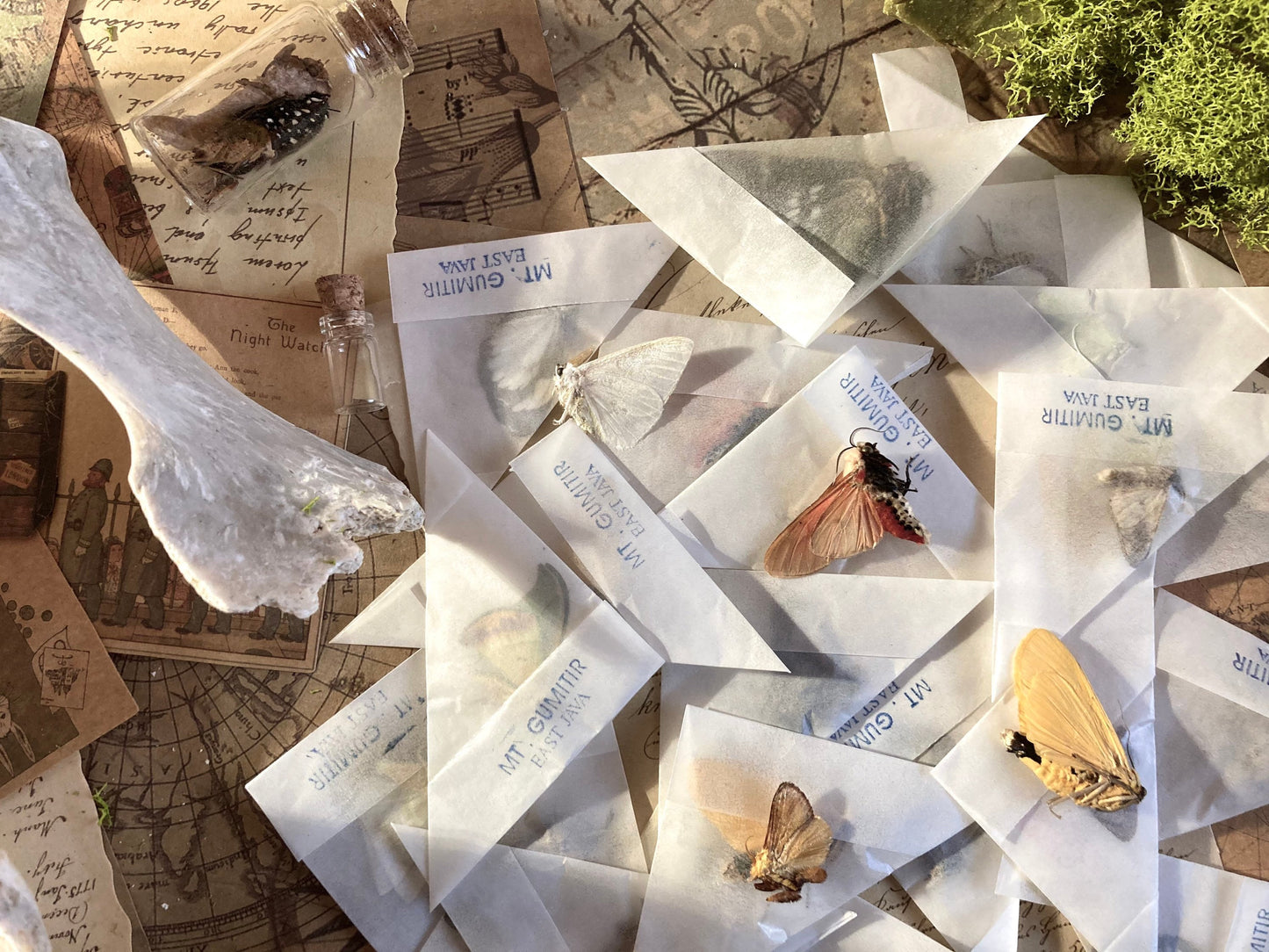 10 and 25 Assorted Moth Specimen Pack, Mixed Small Moths, Real Moth Specimen, Entomology