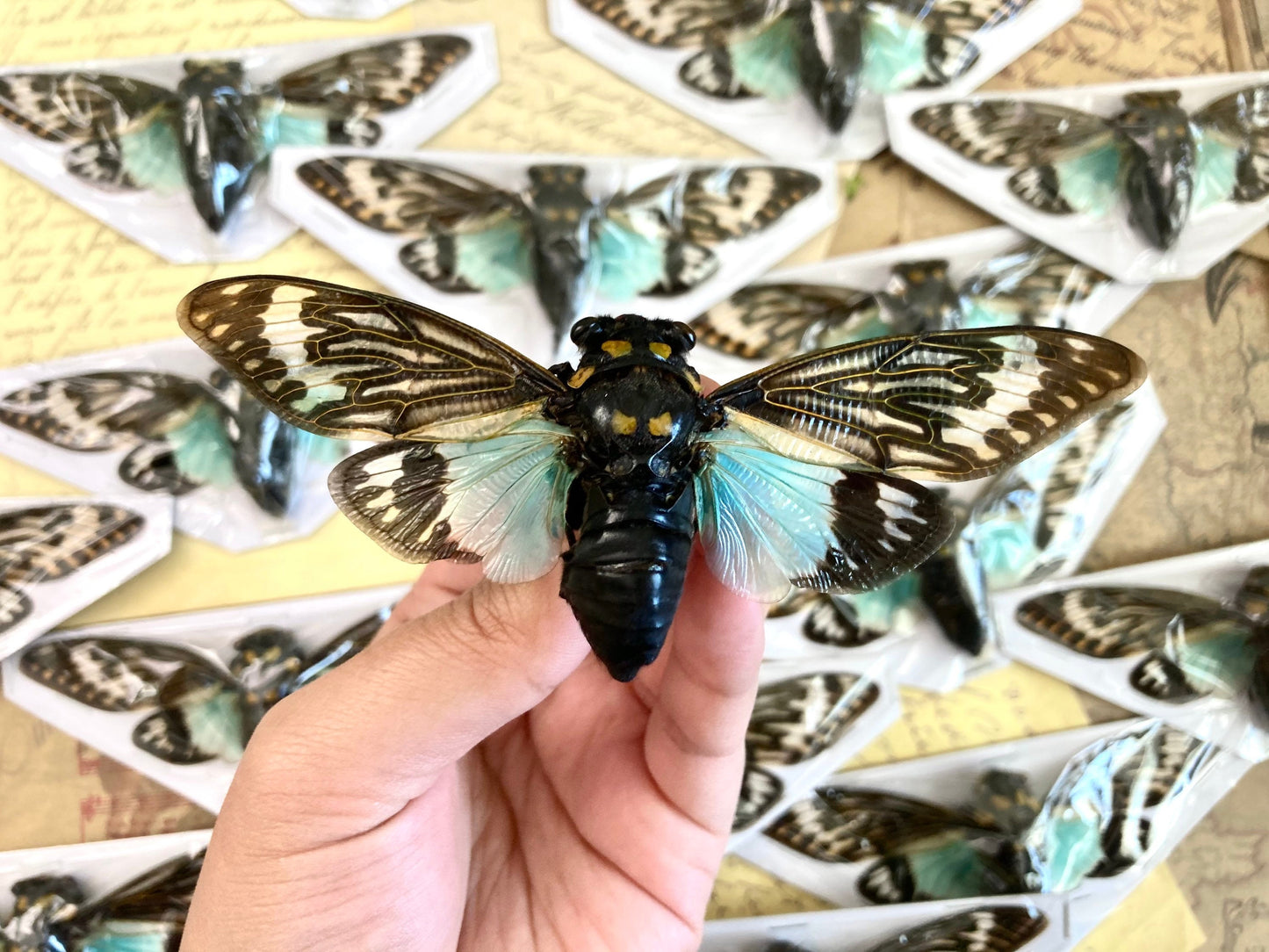 WHOLESALE 10-20 Blue Cicada Specimens, Tosena splendida, Entomology, Taxidermy, Real Cicada, Wholesale Insects, Spread and Ready to Mount