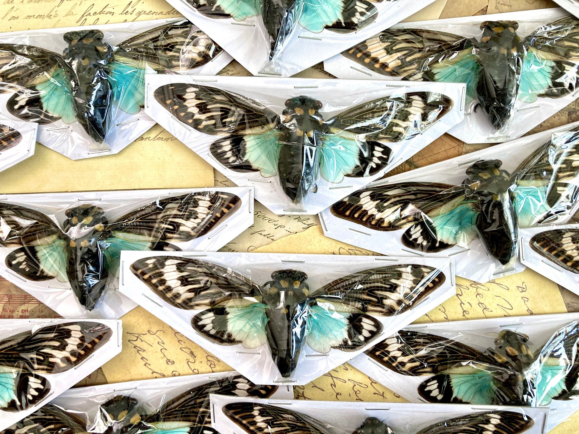 WHOLESALE 10-20 Blue Cicada Specimens, Tosena splendida, Entomology, Taxidermy, Real Cicada, Wholesale Insects, Spread and Ready to Mount