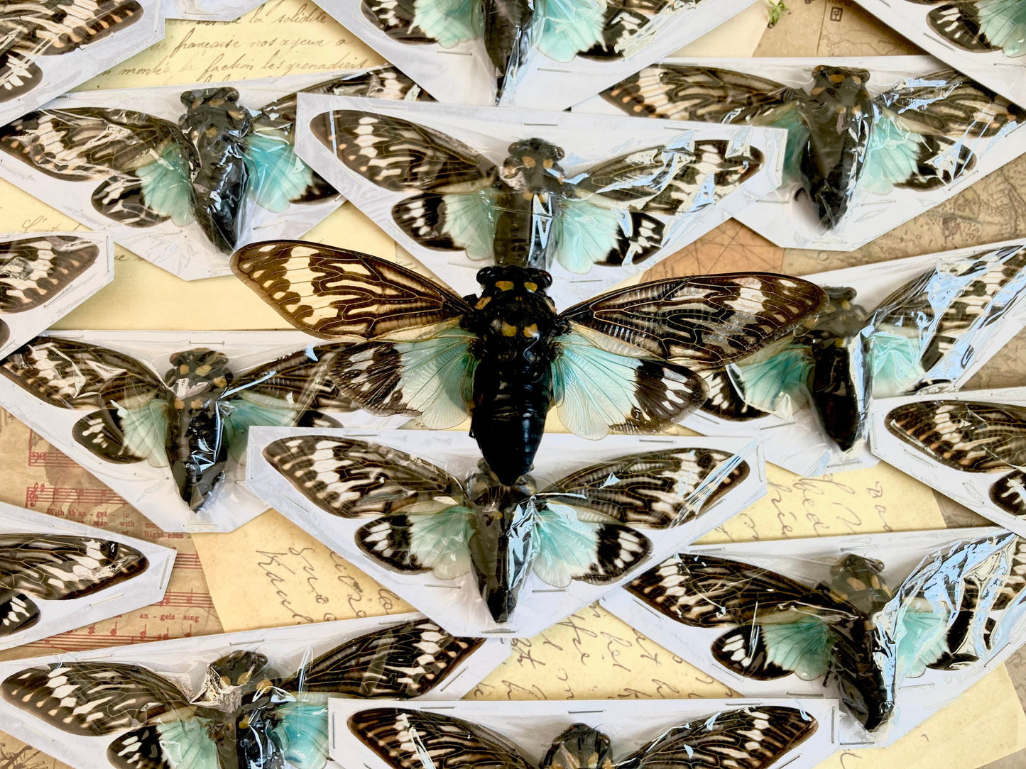 WHOLESALE 10-20 Blue Cicada Specimens, Tosena splendida, Entomology, Taxidermy, Real Cicada, Wholesale Insects, Spread and Ready to Mount