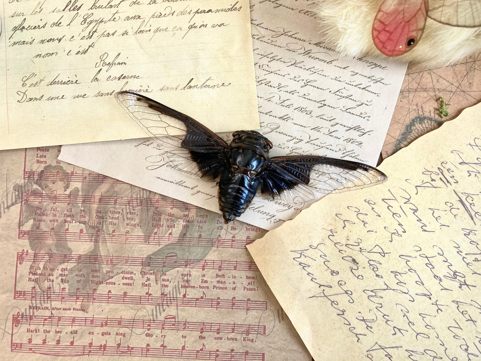 Cryptotympana aquila, Giant Batwing Cicada, Large Black Thai Cicada, Spread and Ready to Mount, Entomology