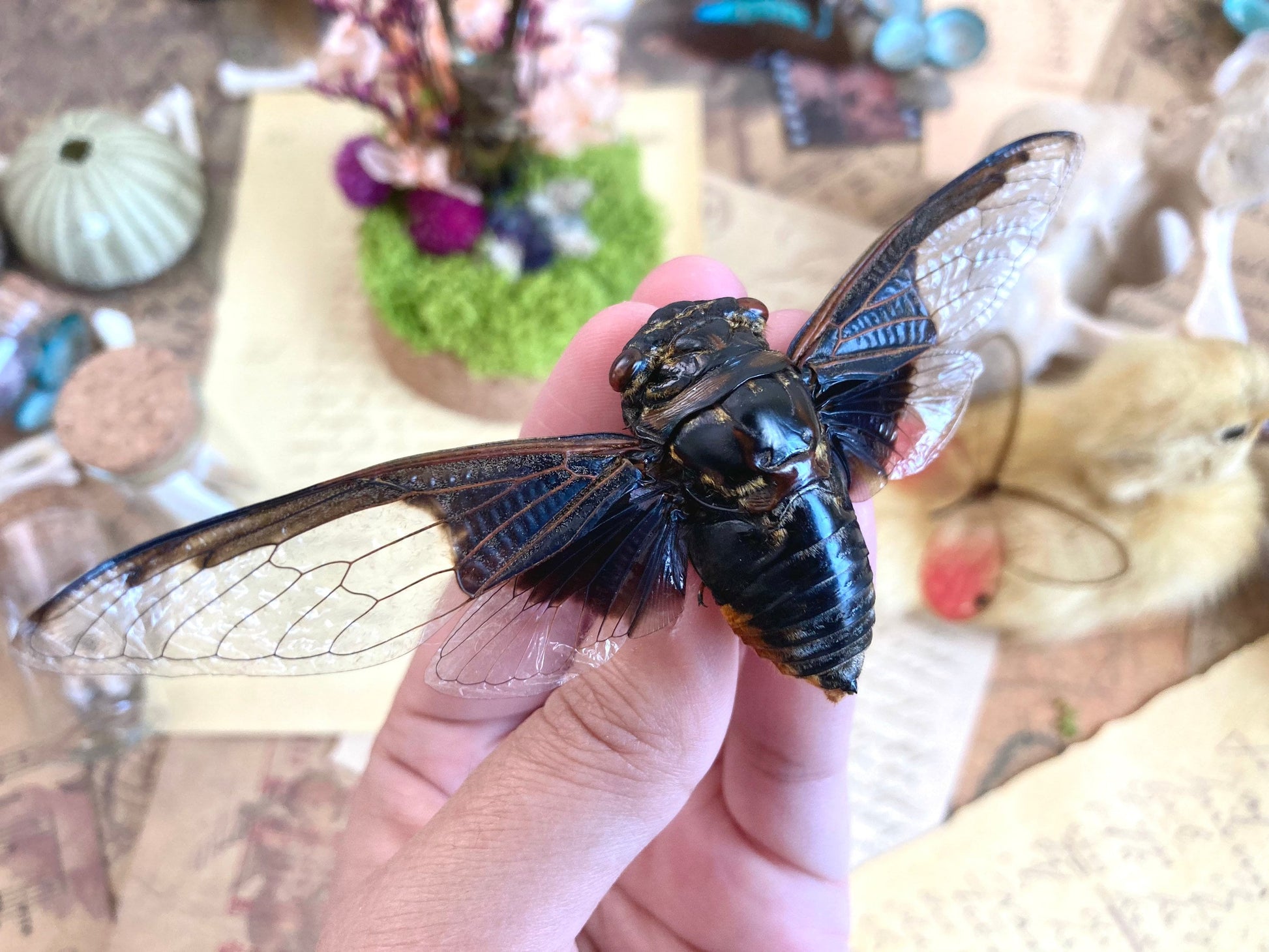 Cryptotympana aquila, Giant Batwing Cicada, Large Black Thai Cicada, Spread and Ready to Mount, Entomology