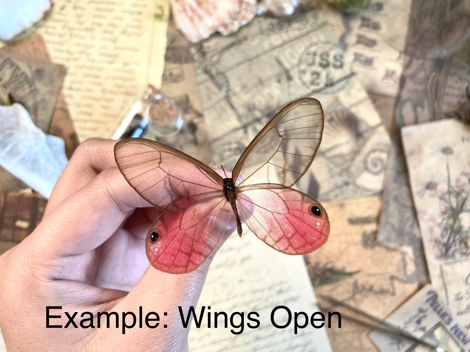 Caligo eurilochus, Giant OWL butterflies, Dry-preserved specimens, Entomology, Lepidoptera