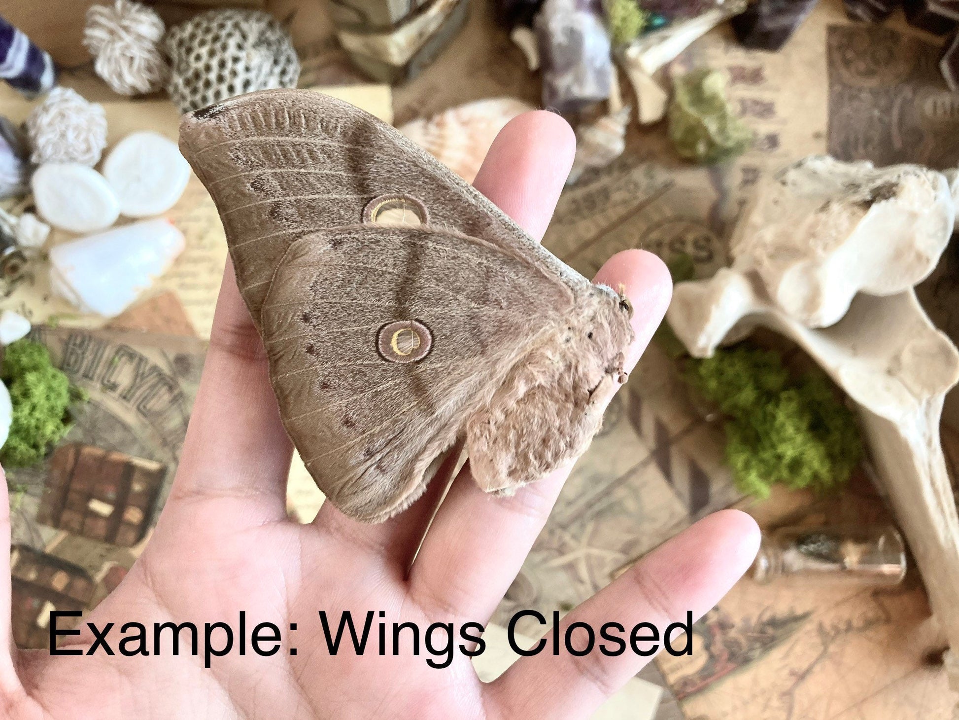 Attacus Atlas Moth Papered Specimen Real Snake Head Moth Entomology Taxidermy Science Unmounted Specimen