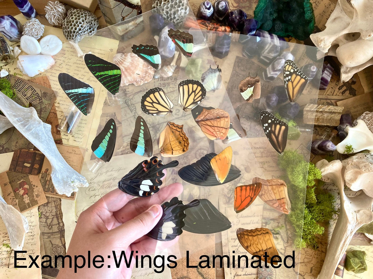 Attacus Atlas Moth Papered Specimen Real Snake Head Moth Entomology Taxidermy Science Unmounted Specimen