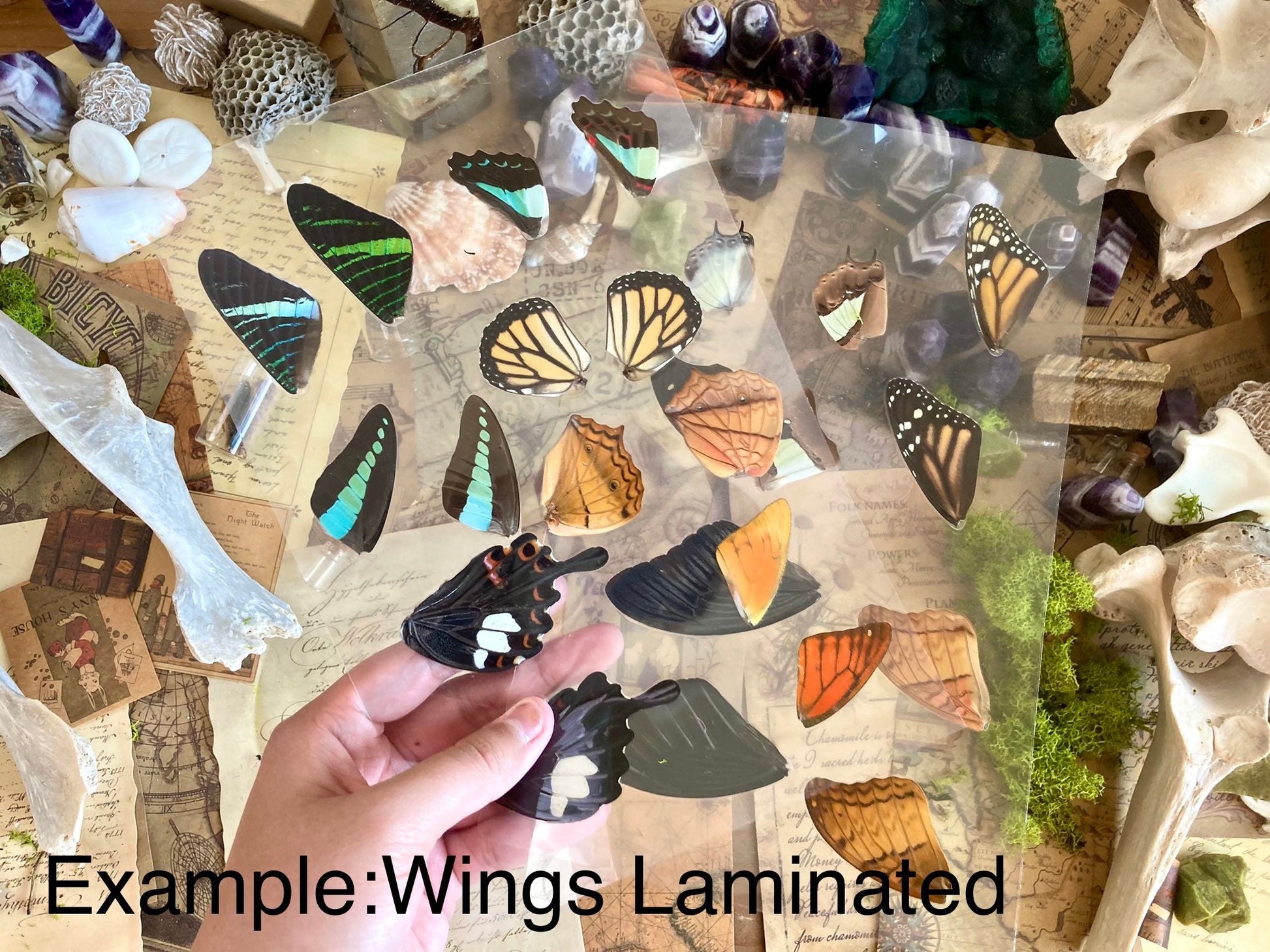 Attacus Atlas Moth Papered Specimen Real Snake Head Moth Entomology Taxidermy Science Unmounted Specimen