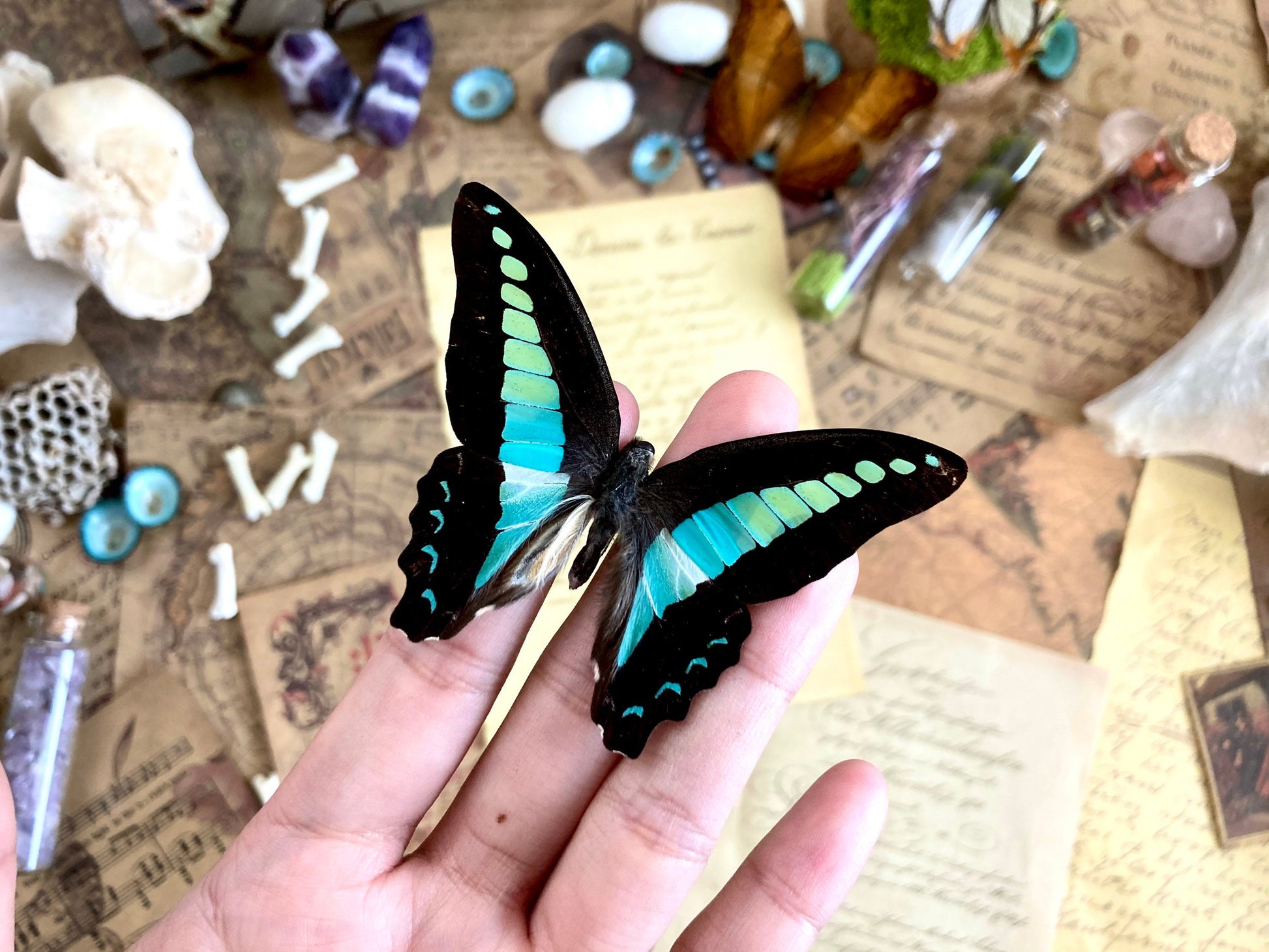 Graphium sarpedon, REAL Bluebottle BUTTERFLY