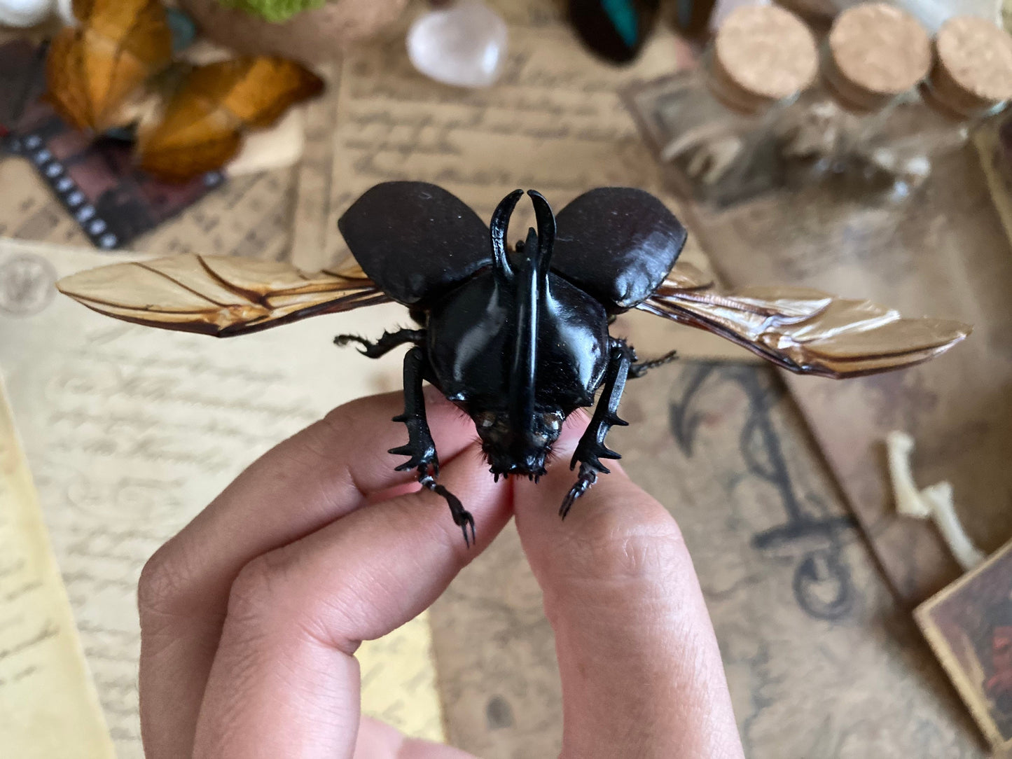 LARGE Spread Eupatorus birmanicus ONE Real bunny rabbit ears Rhinoceros Beetle Unmounted Packaged Thailand
