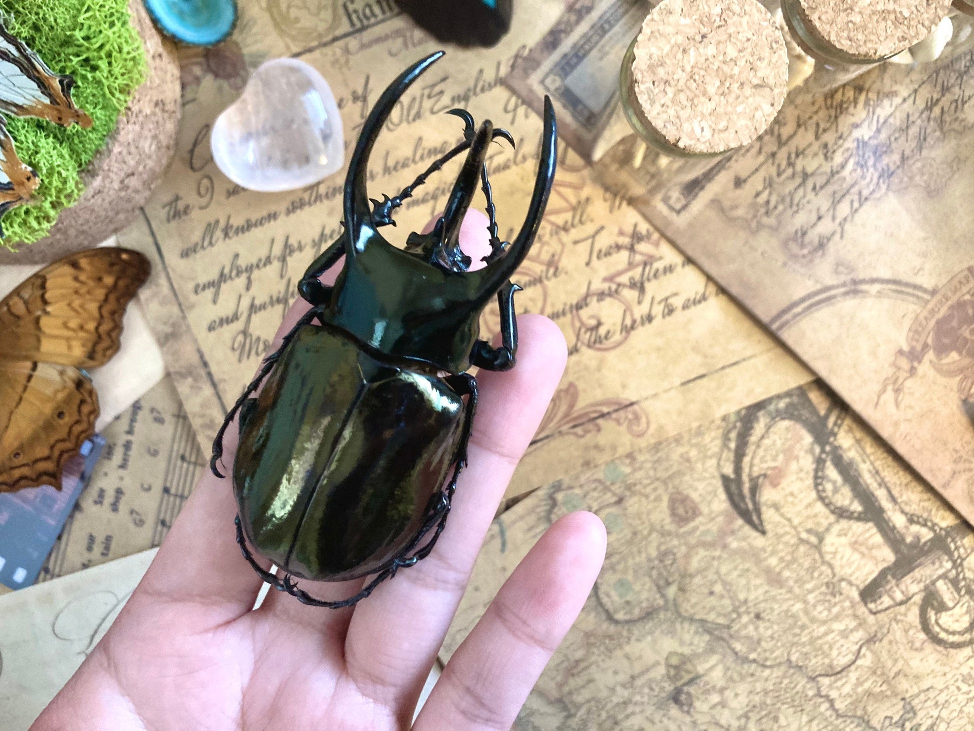 Chalcosoma atlas keyboh (Sumatra) +70-75mm, +50~+55mm,  unmounted LARGE Chalcosoma atlas keyboh,  rhinoceros beetle, Indonesia