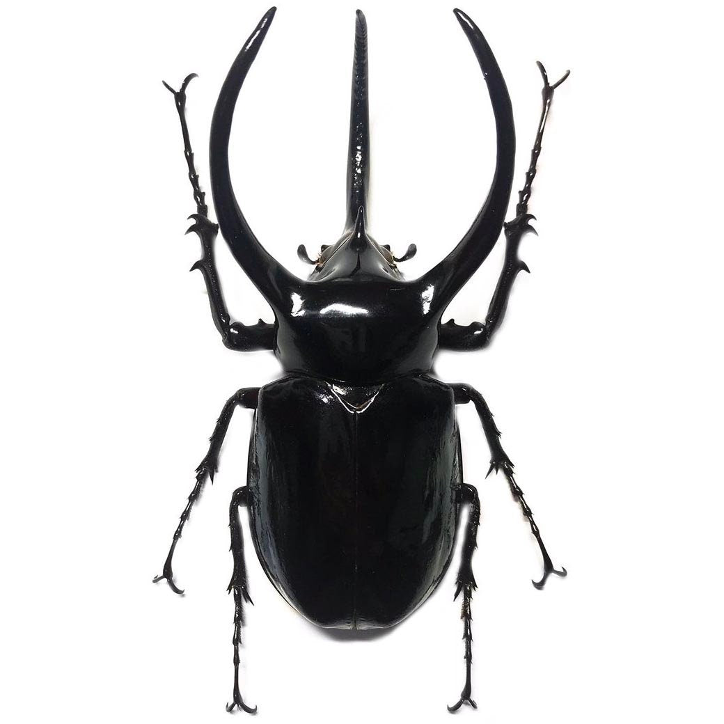 Chalcosoma atlas keyboh (Sumatra) +70-75mm, +50~+55mm,  unmounted LARGE Chalcosoma atlas keyboh,  rhinoceros beetle, Indonesia