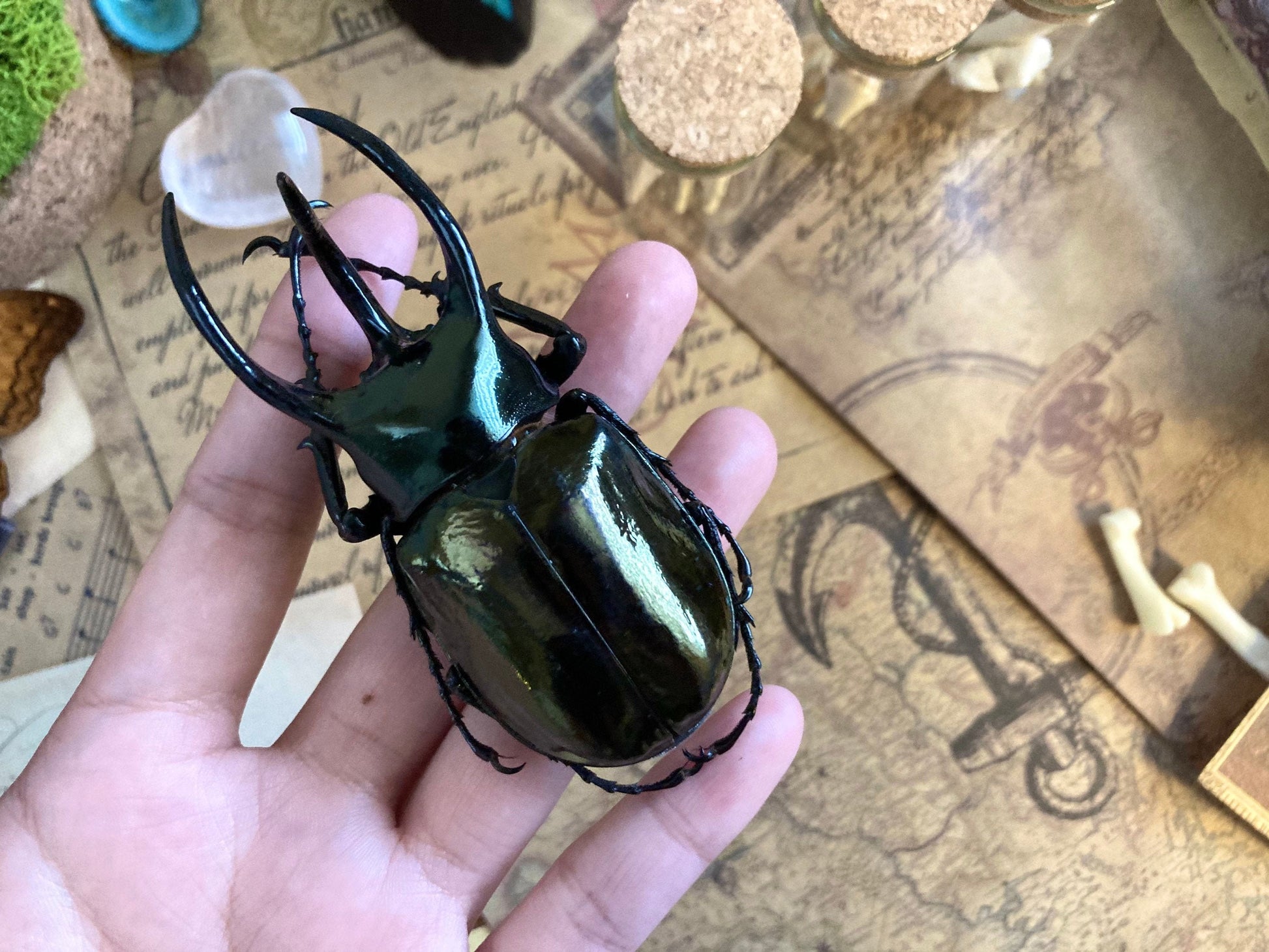 Chalcosoma atlas keyboh (Sumatra) +70-75mm, +50~+55mm,  unmounted LARGE Chalcosoma atlas keyboh,  rhinoceros beetle, Indonesia