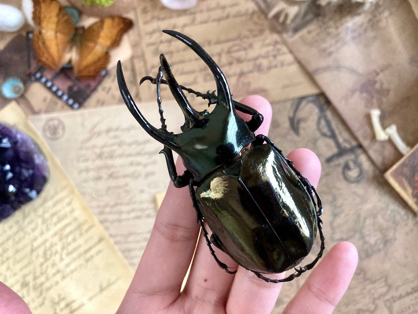 Chalcosoma atlas keyboh (Sumatra) +70-75mm, +50~+55mm,  unmounted LARGE Chalcosoma atlas keyboh,  rhinoceros beetle, Indonesia