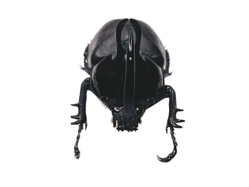 LARGE Spread Eupatorus birmanicus ONE Real bunny rabbit ears Rhinoceros Beetle Unmounted Packaged Thailand