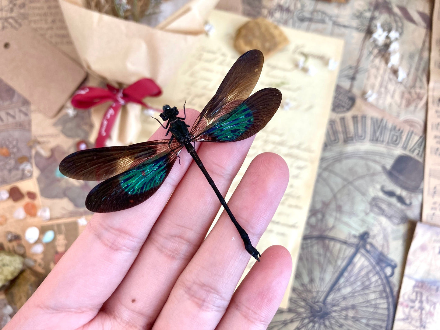 Euphaea variegata, Teal and Violet Glittering Damselfly, Real Dragonfly, spread and ready to mount