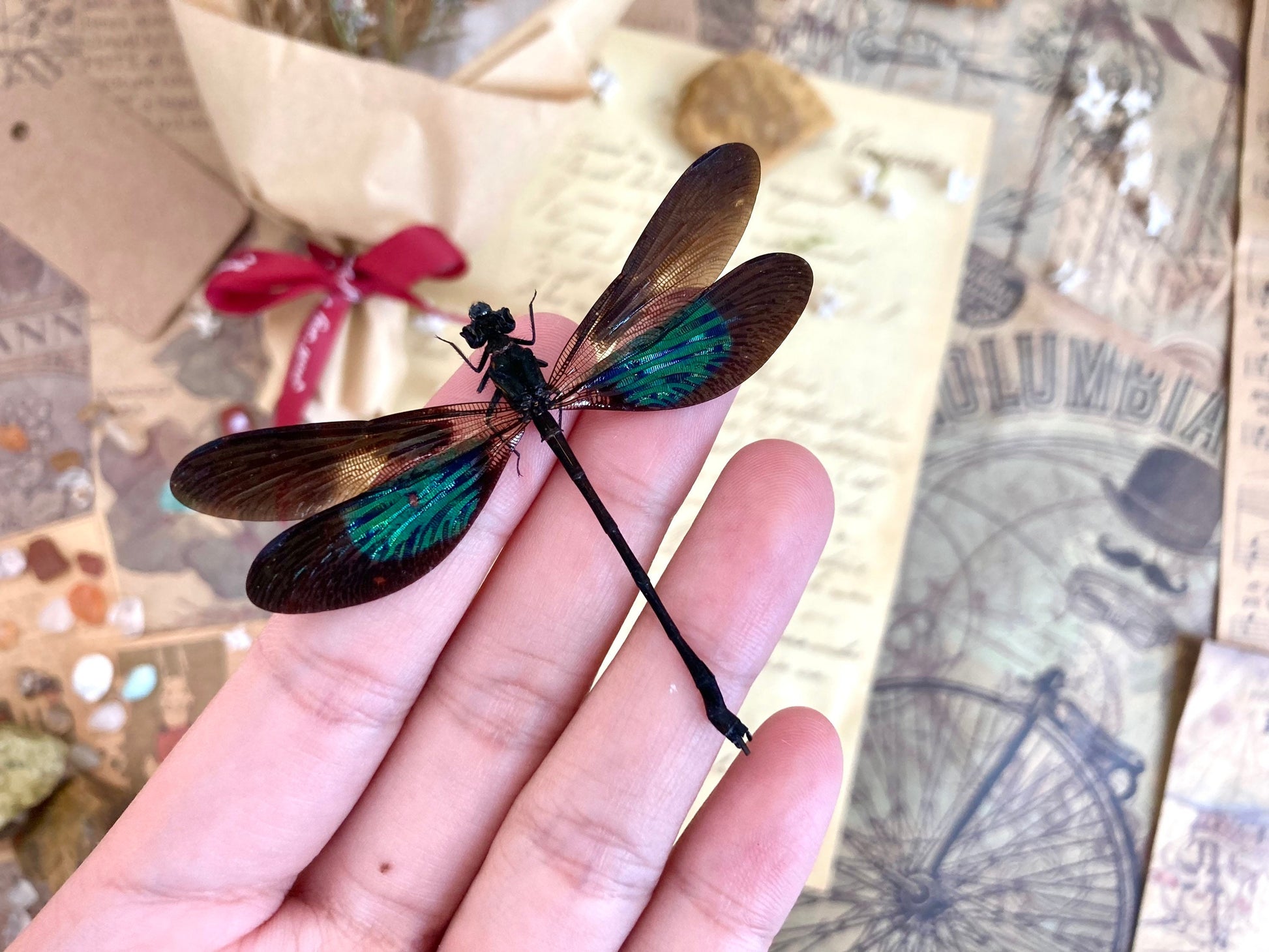 Euphaea variegata, Teal and Violet Glittering Damselfly, Real Dragonfly, spread and ready to mount