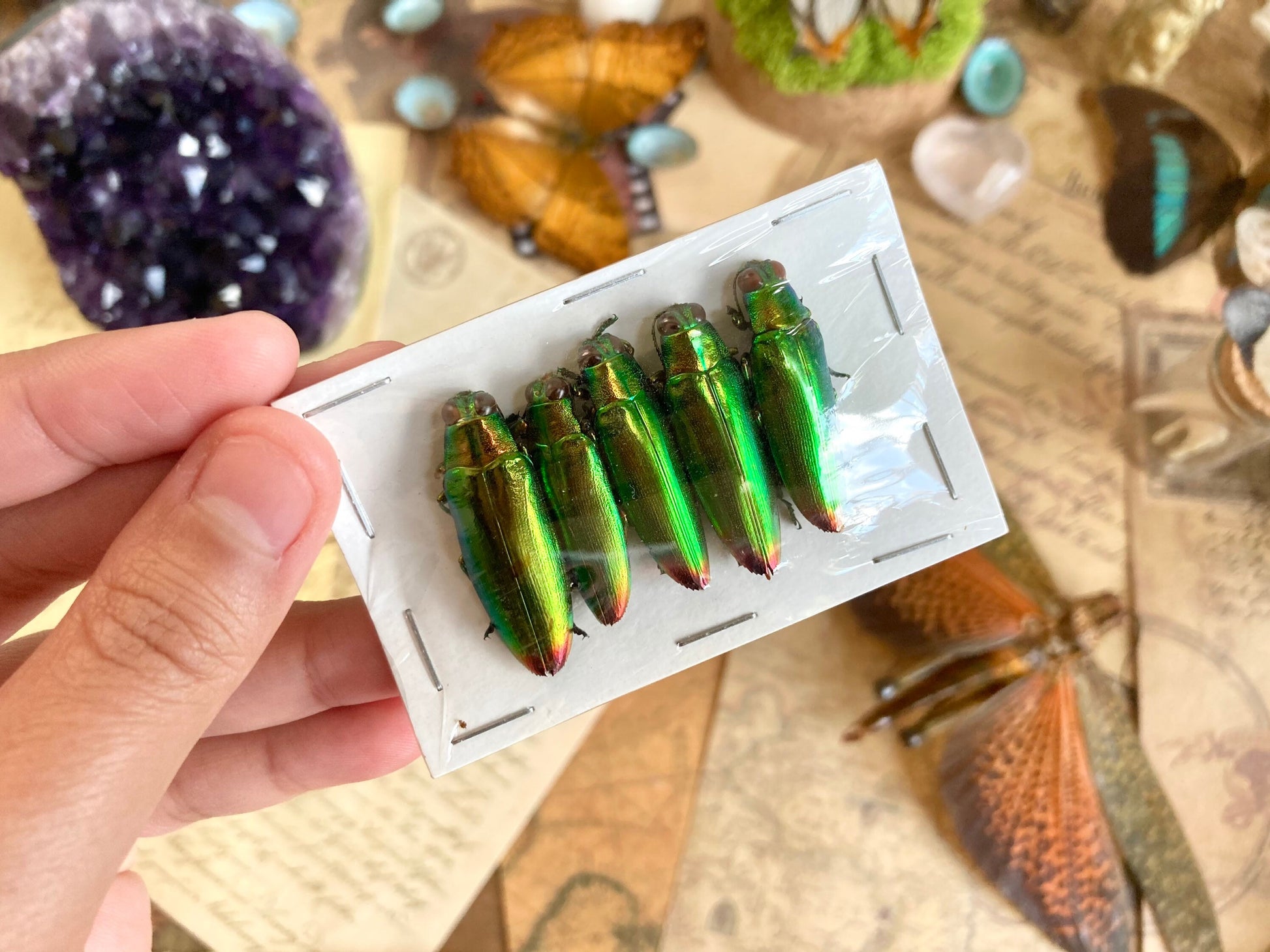 Real Green Jewel Beetles, 5 pack, Chrysochroa fulminans from Java