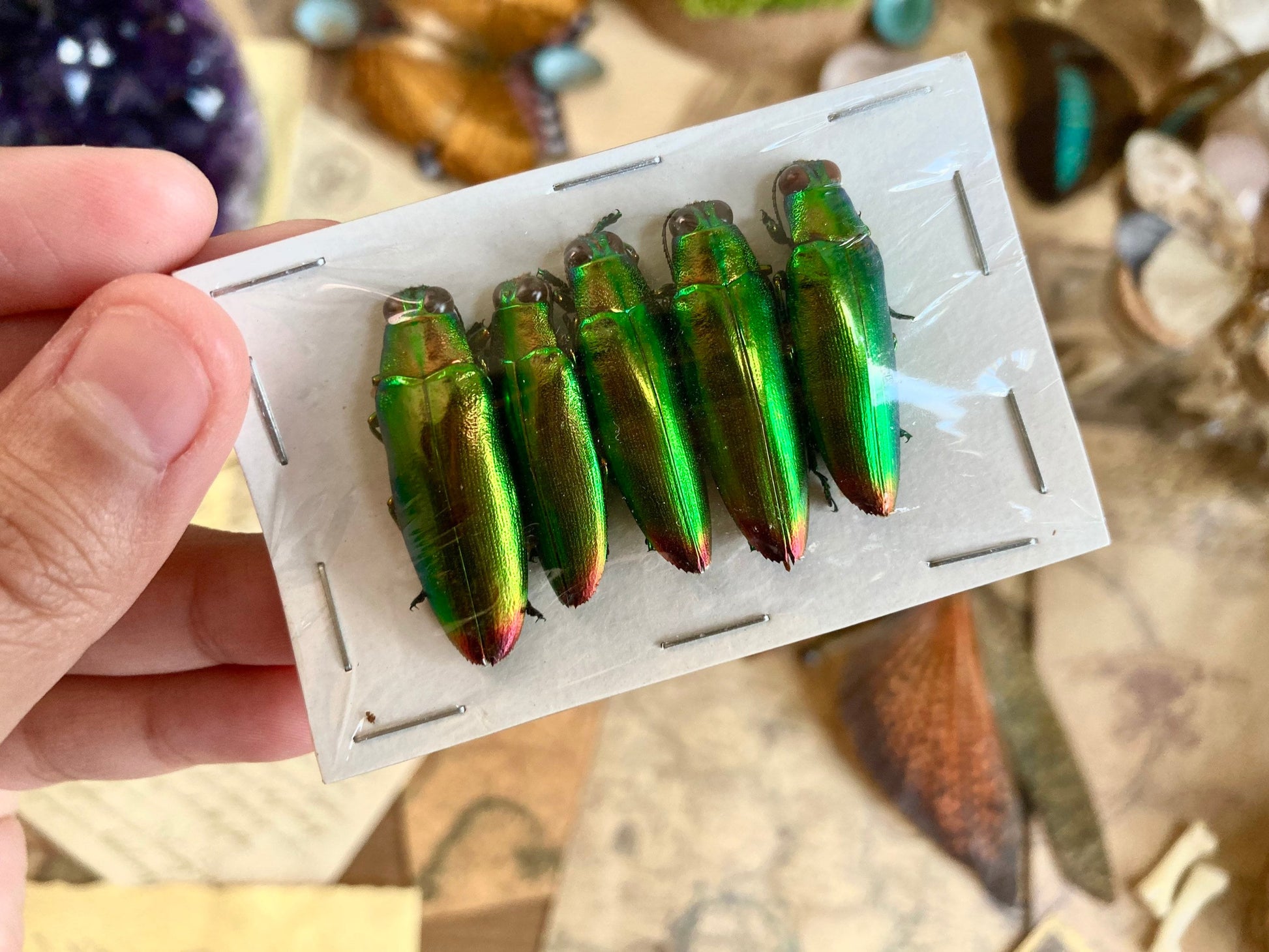 Real Green Jewel Beetles, 5 pack, Chrysochroa fulminans from Java