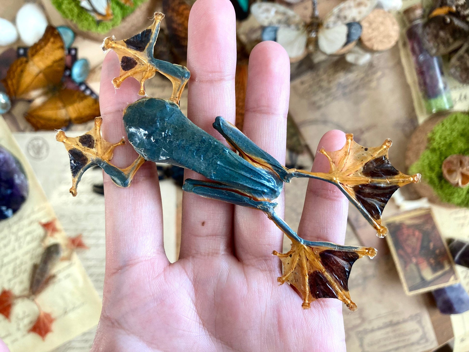 Rhacophorus reinwardtii, green flying frog, Real Taxidermy, spread and ready to mount