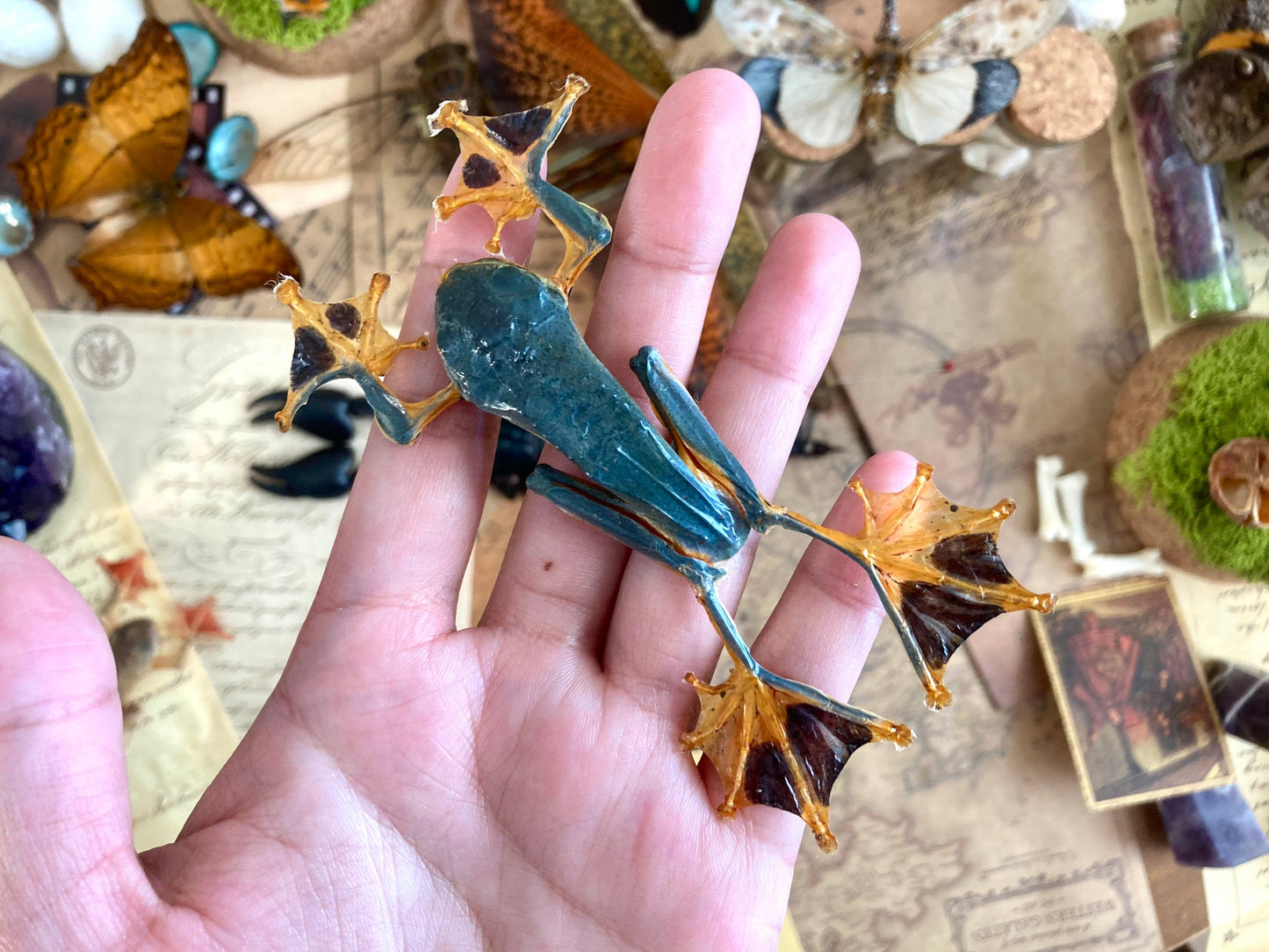 Rhacophorus reinwardtii, green flying frog, Real Taxidermy, spread and ready to mount