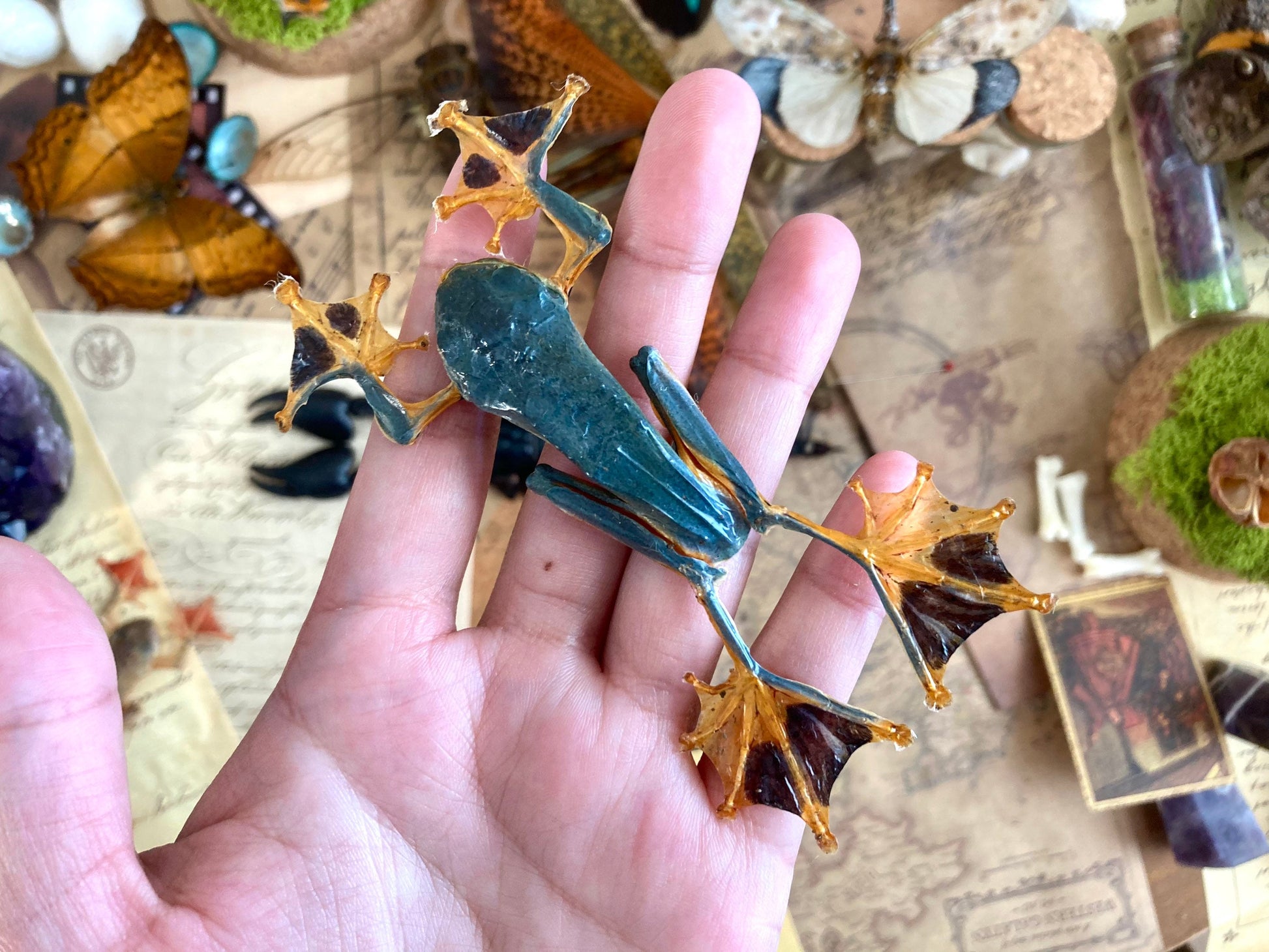 Rhacophorus reinwardtii, green flying frog, Real Taxidermy, spread and ready to mount
