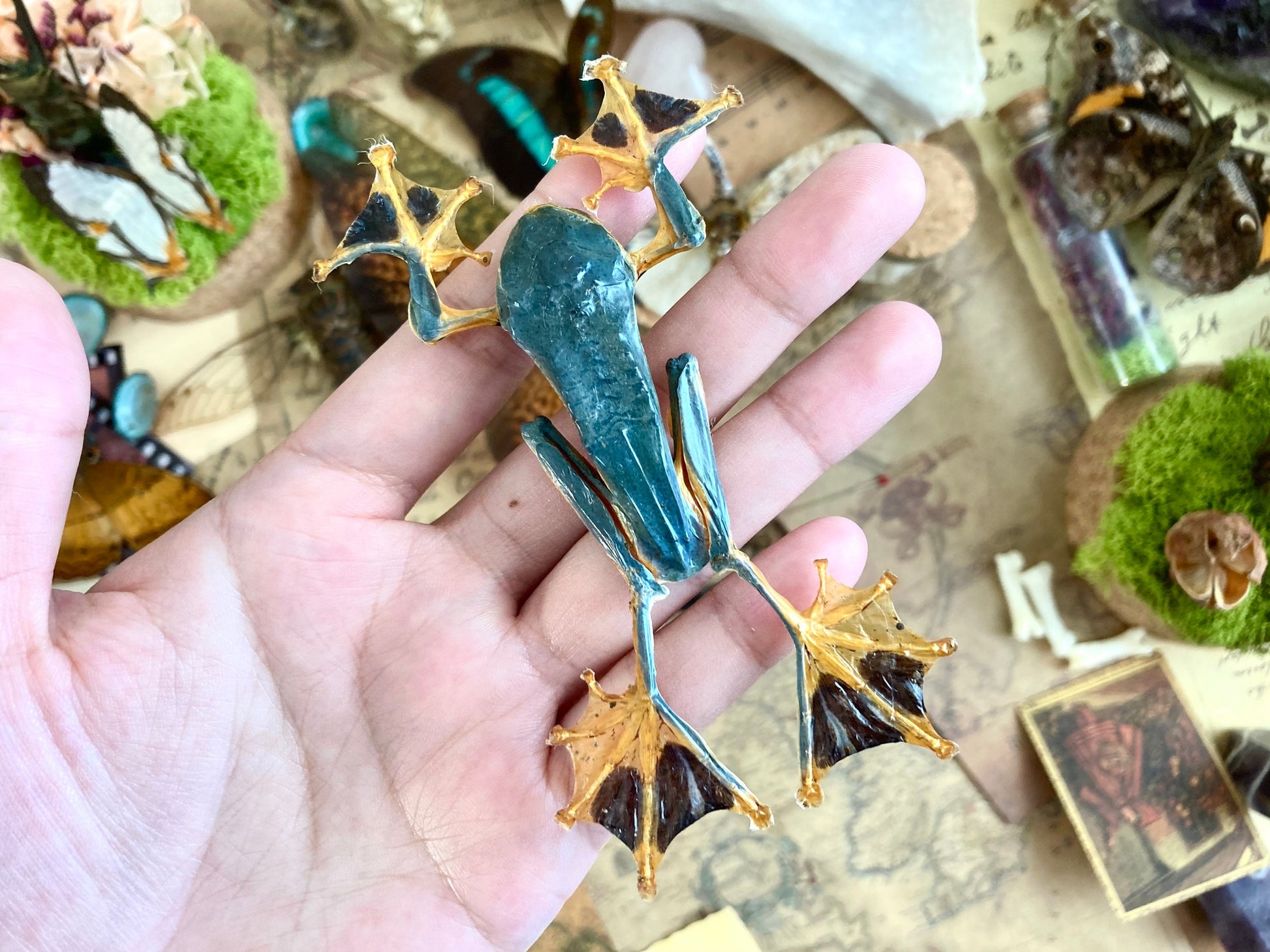 Rhacophorus reinwardtii, green flying frog, Real Taxidermy, spread and ready to mount
