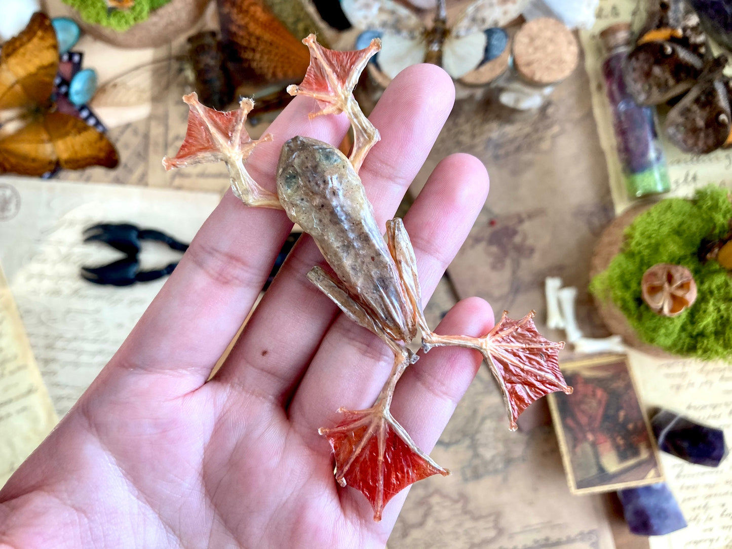 Frog Rhacophorus Pardalis, harlequin tree frog, Taxidermy, Naturalized Oddities Cabinet Of Curiosities
