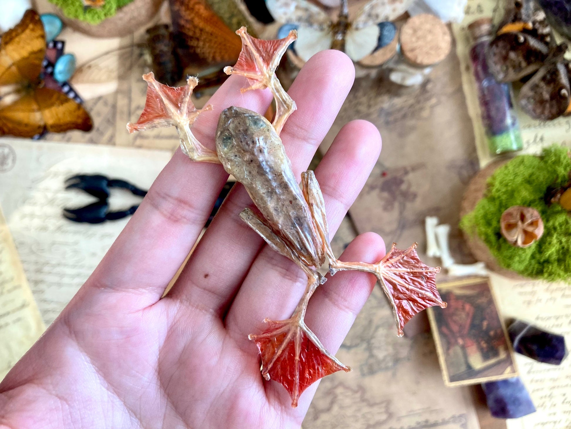 Frog Rhacophorus Pardalis, harlequin tree frog, Taxidermy, Naturalized Oddities Cabinet Of Curiosities