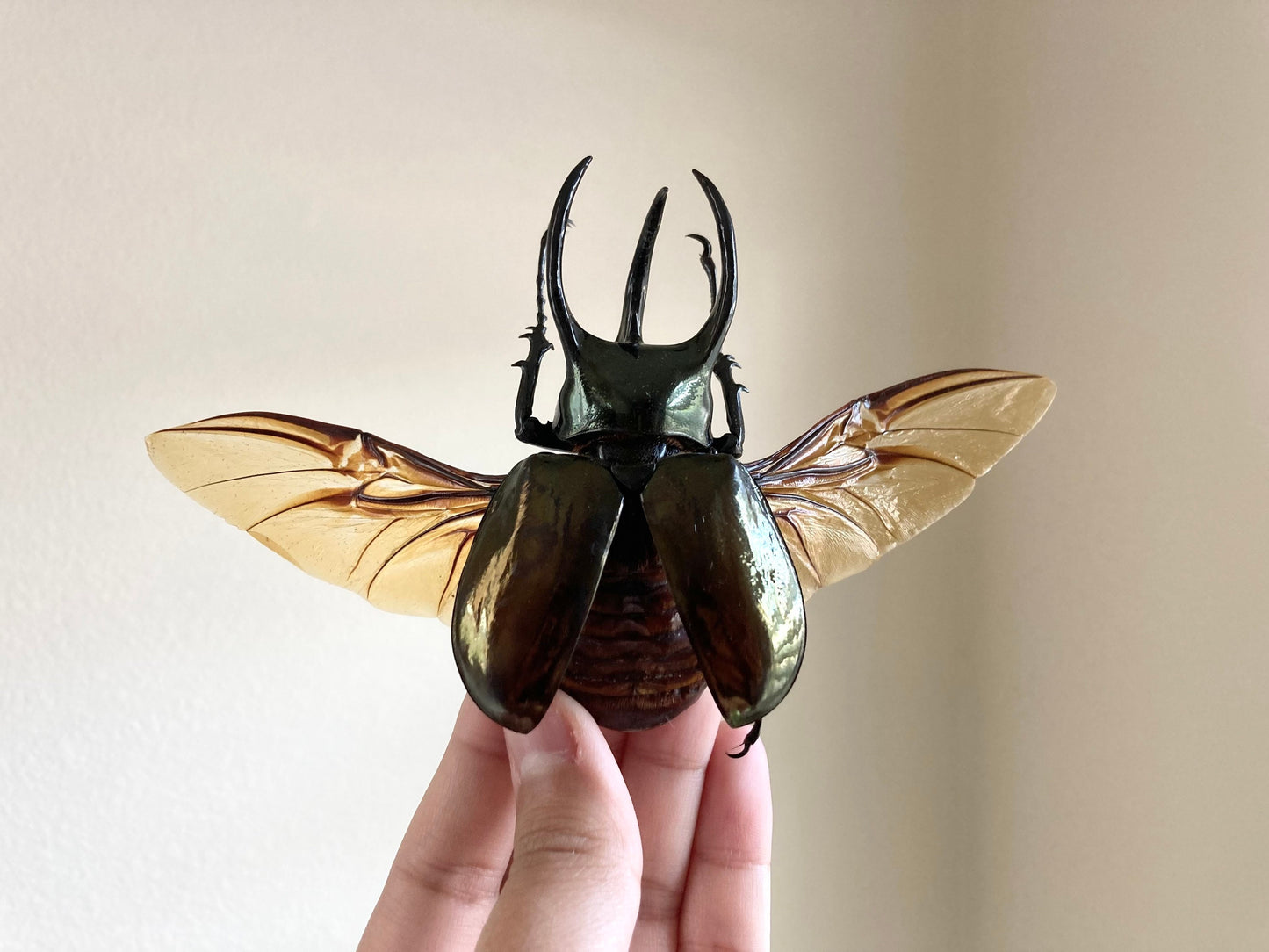 Chalcosoma atlas keyboh (Sumatra) +70-75mm, +50~+55mm,  unmounted LARGE Chalcosoma atlas keyboh,  rhinoceros beetle, Indonesia