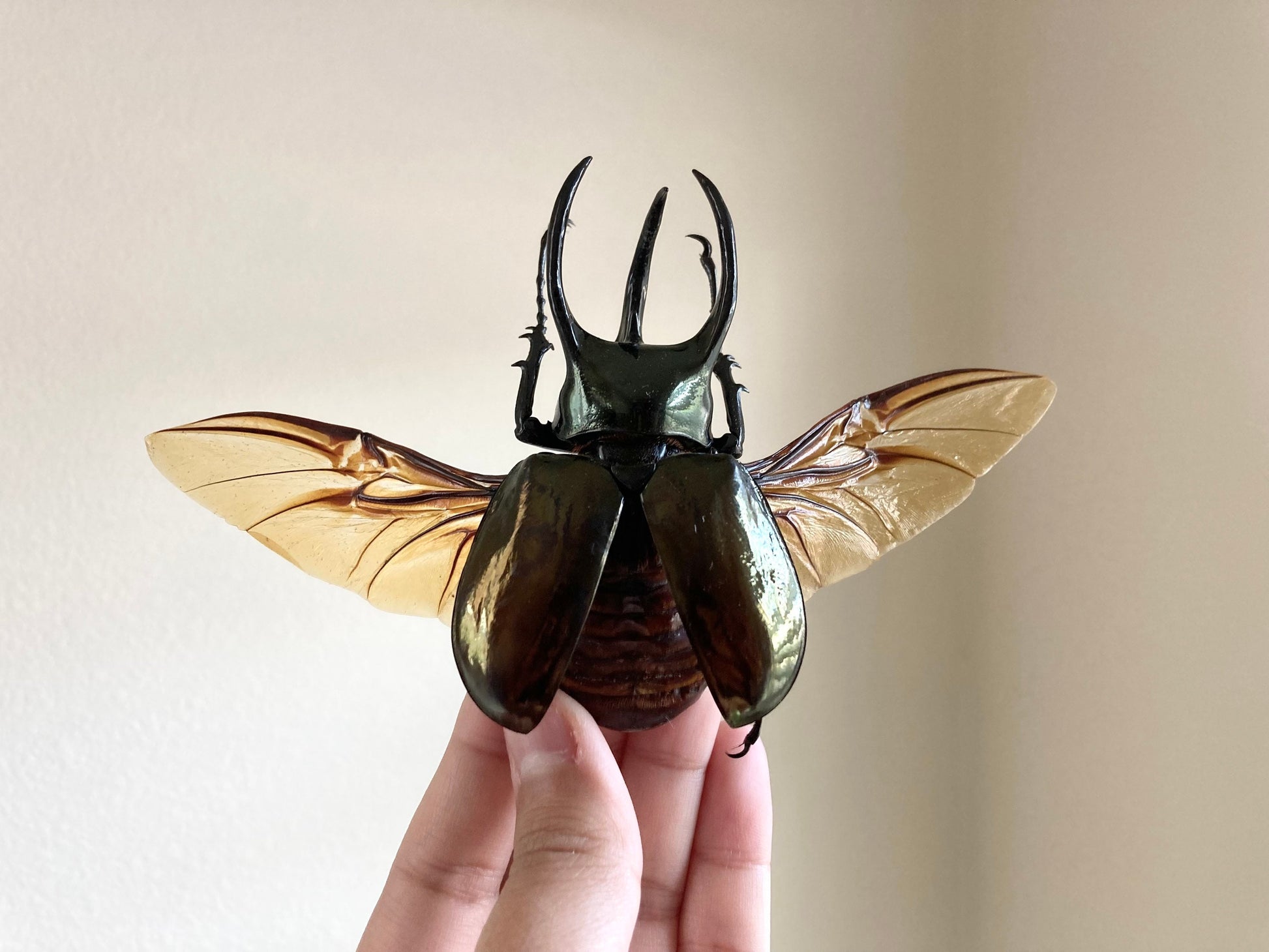Chalcosoma atlas keyboh (Sumatra) +70-75mm, +50~+55mm,  unmounted LARGE Chalcosoma atlas keyboh,  rhinoceros beetle, Indonesia