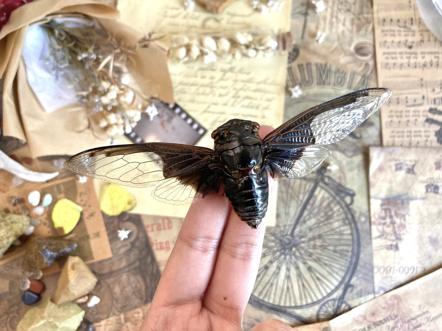 Cryptotympana aquila, Giant Batwing Cicada, Large Black Thai Cicada, Spread and Ready to Mount, Entomology