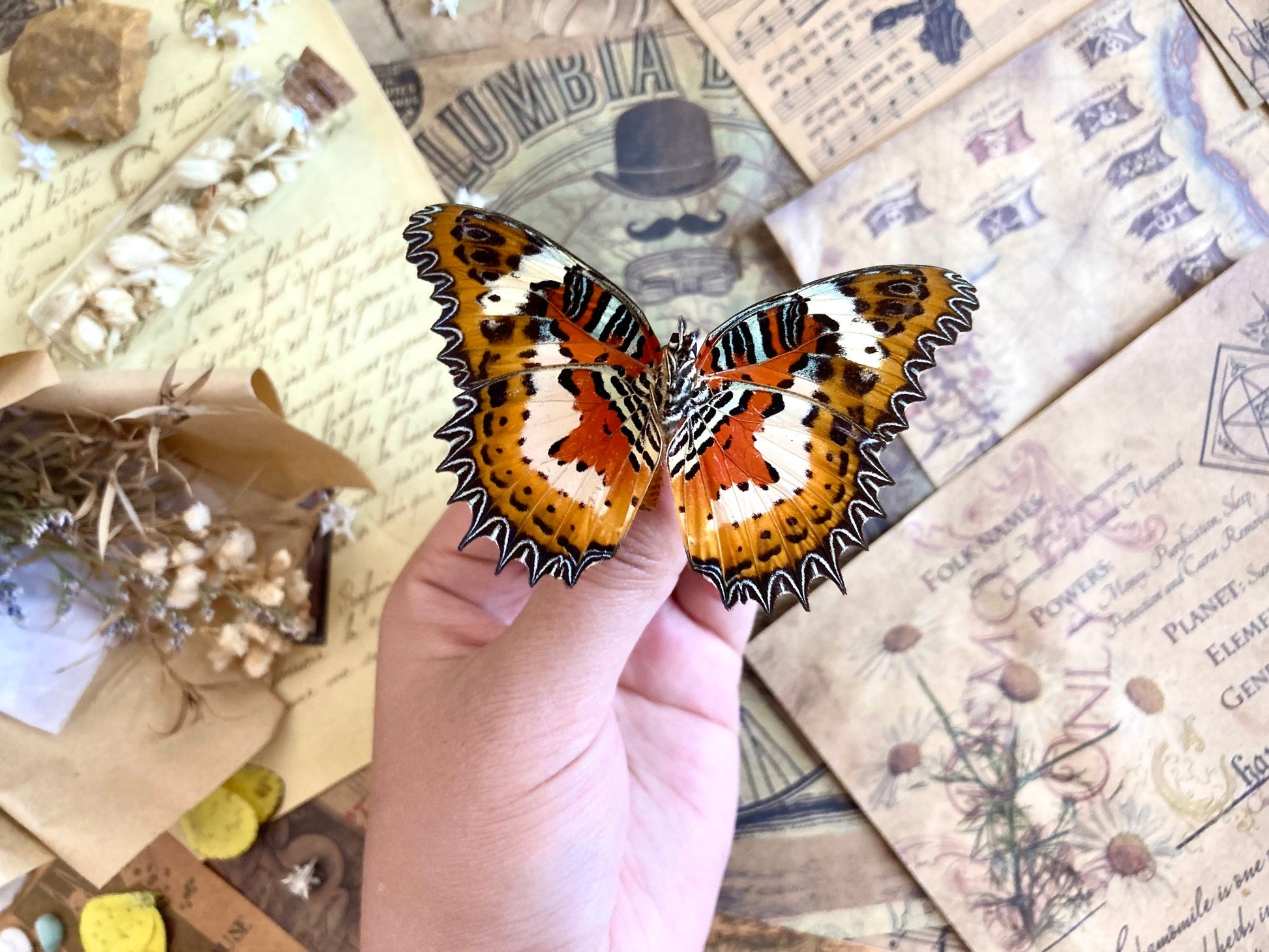 Cethosia hypsea hypsina Malay Lacewing, spread and ready to mount, Lepidoptera, butterfly