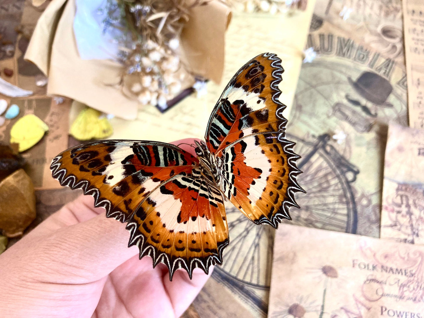 Cethosia hypsea hypsina Malay Lacewing, spread and ready to mount, Lepidoptera, butterfly