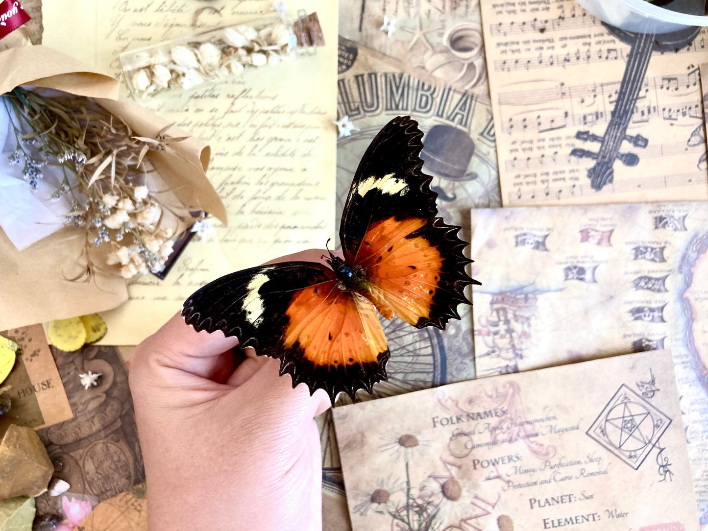Cethosia hypsea hypsina Malay Lacewing, spread and ready to mount, Lepidoptera, butterfly