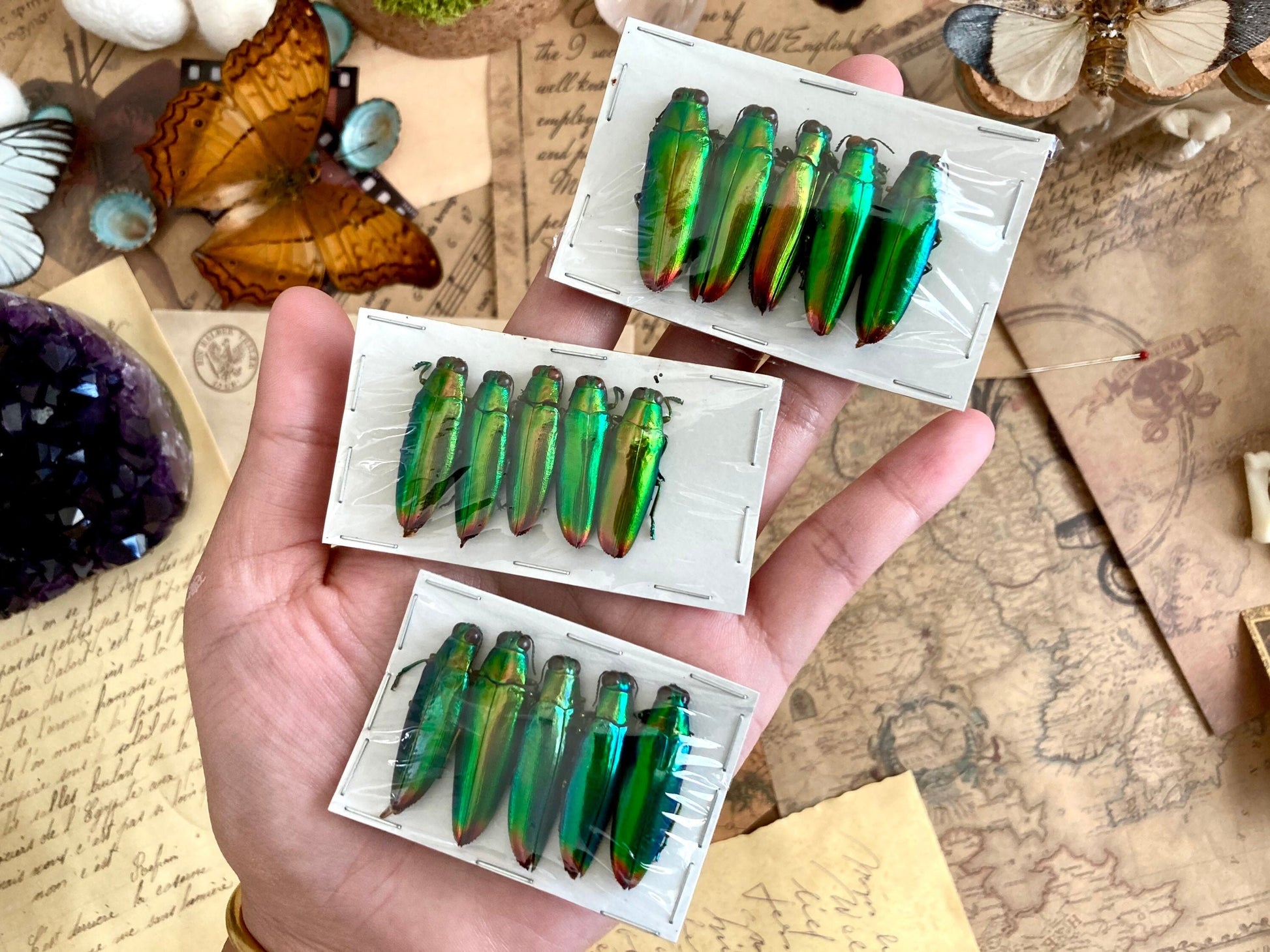 Real Green Jewel Beetles, 5 pack, Chrysochroa fulminans from Java