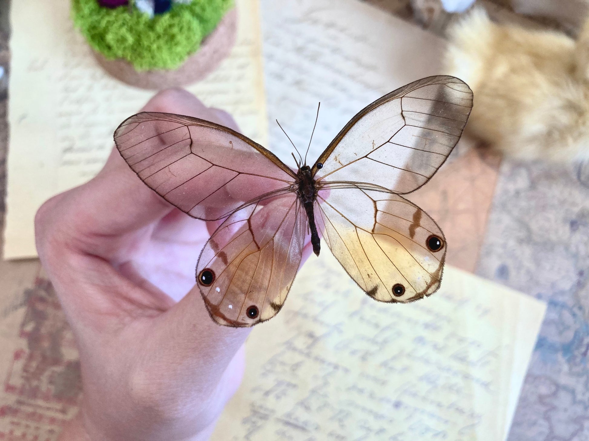 Haetera Piera Amber Phantom Glasswing, Real Butterfly, Entomology, Yellow Glasswing butterfly