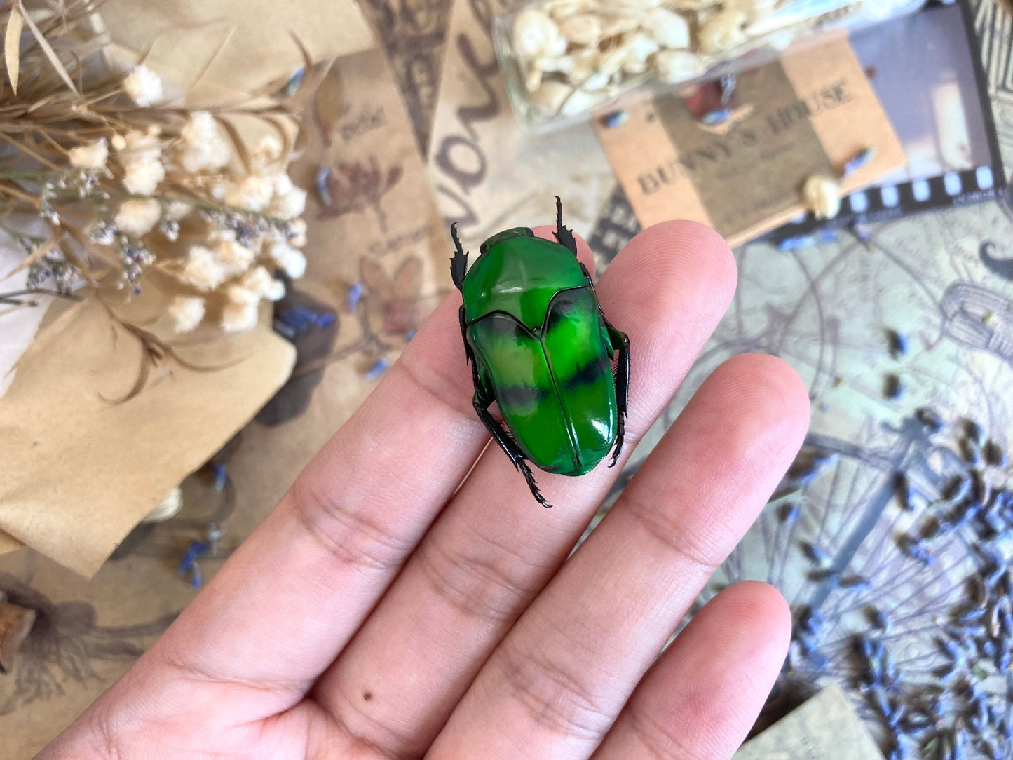 Green & Blue Flower Beetle Ischiopsopha bifasciata Real Insect
