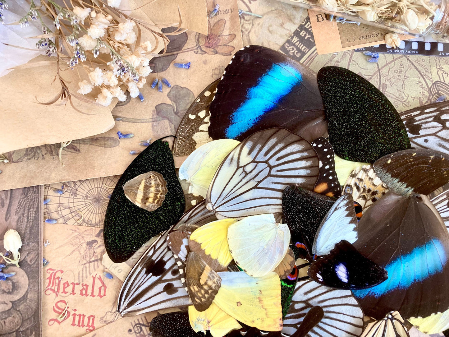 100 Butterfly Wings, A Grade Real Butterfly Wings, Wings for Crafts, Laminated Butterfly Wings, Real Insect Wings