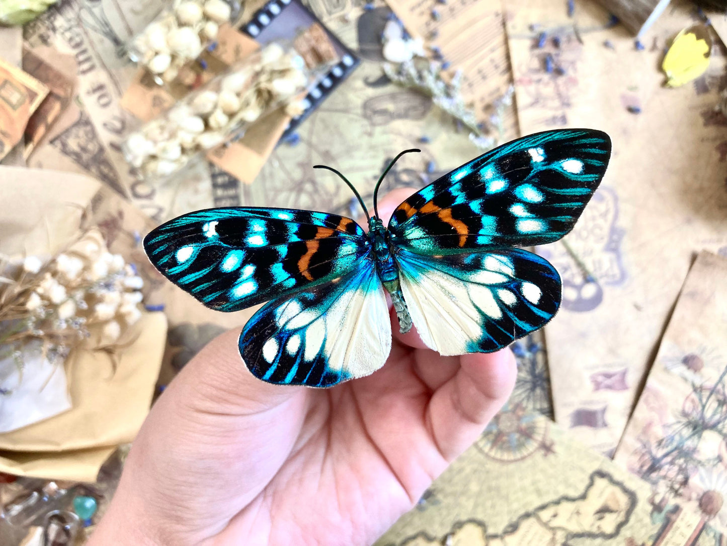 Erasmia pulchera Real Moths, Spread for your project or laminated or unmounted, Erasmia pulchera chinensis, Entomology, Lepidoptera