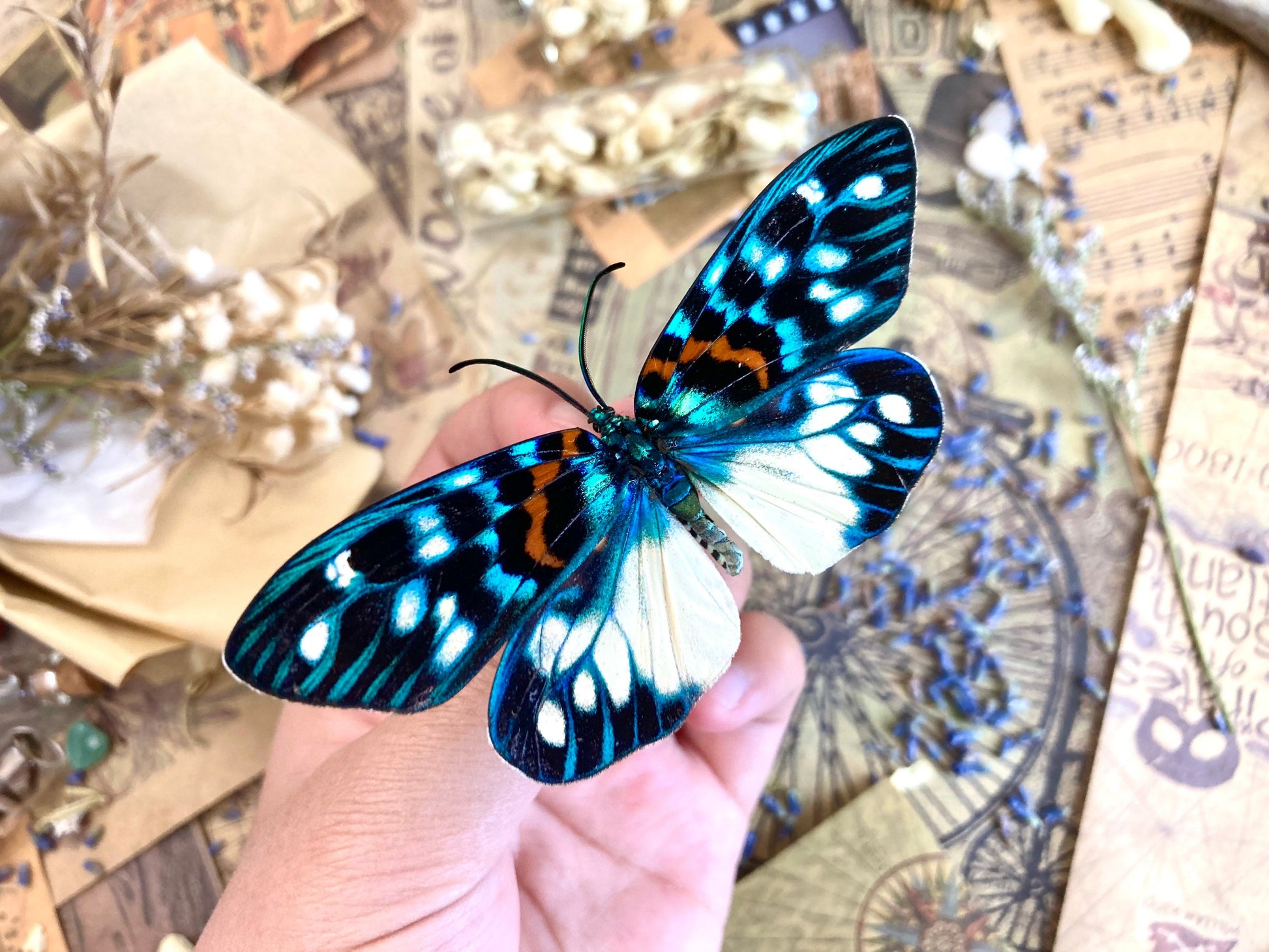 Erasmia pulchera Real Moths, Spread for your project or laminated or unmounted, Erasmia pulchera chinensis, Entomology, Lepidoptera