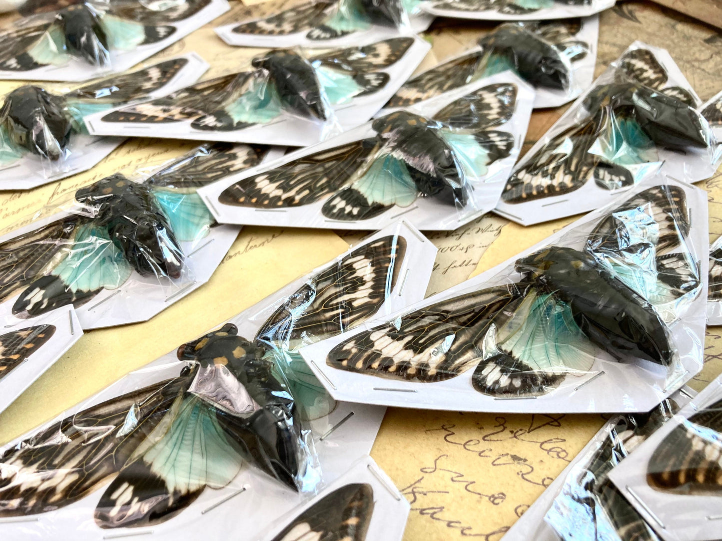 WHOLESALE 10-20 Blue Cicada Specimens, Tosena splendida, Entomology, Taxidermy, Real Cicada, Wholesale Insects, Spread and Ready to Mount