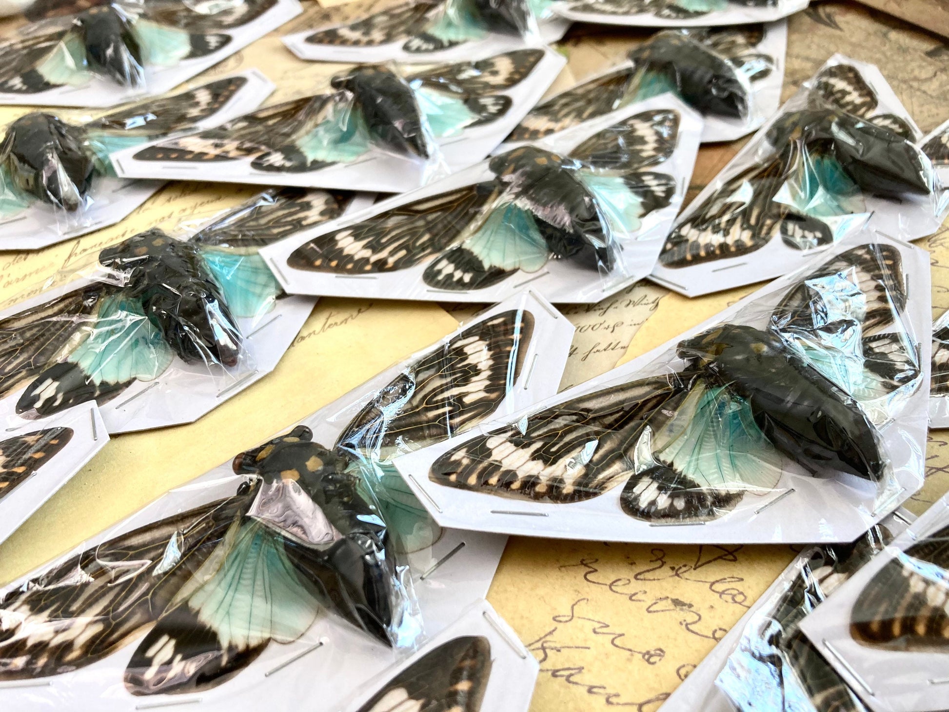 WHOLESALE 10-20 Blue Cicada Specimens, Tosena splendida, Entomology, Taxidermy, Real Cicada, Wholesale Insects, Spread and Ready to Mount