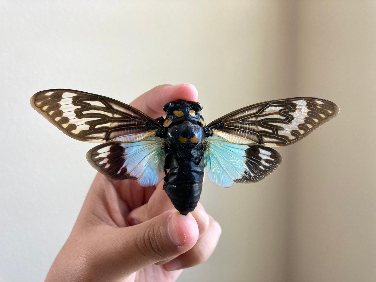 WHOLESALE 10-20 Blue Cicada Specimens, Tosena splendida, Entomology, Taxidermy, Real Cicada, Wholesale Insects, Spread and Ready to Mount