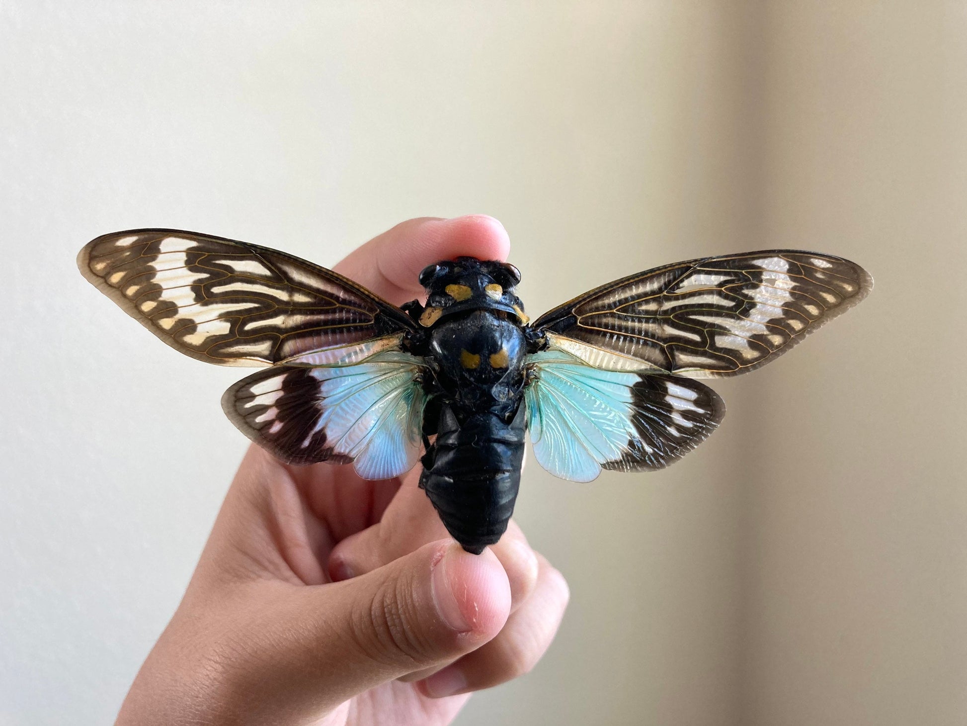 WHOLESALE 10-20 Blue Cicada Specimens, Tosena splendida, Entomology, Taxidermy, Real Cicada, Wholesale Insects, Spread and Ready to Mount